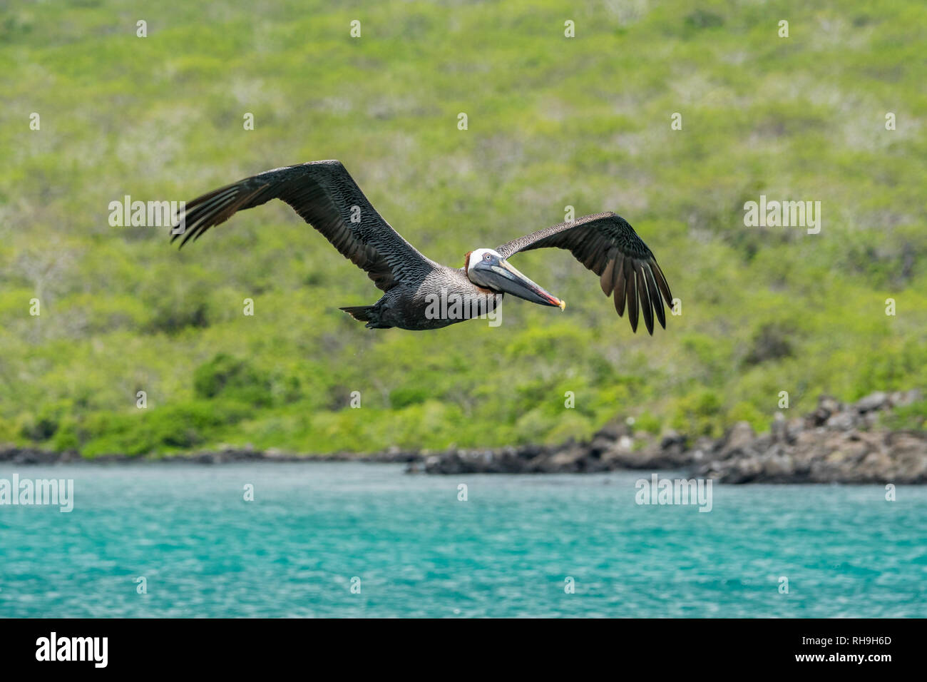 brown pelican at Isla Lobos in flight, Galapagos Stock Photo
