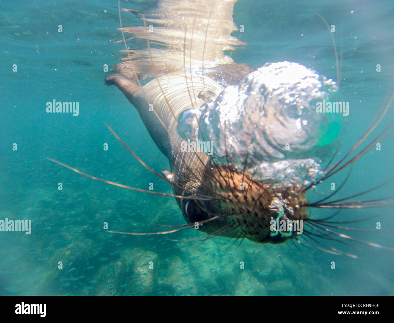 Galapagos Seelowe High Resolution Stock Photography and Images - Alamy