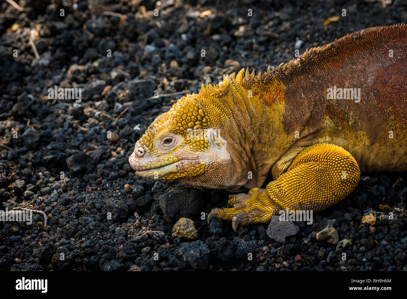 a yellow Galapagos land iguana (Conolophus subcristatus) on black lava stone. Probably the closest thing you can see to a living dragon Stock Photo