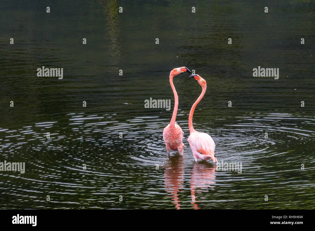 fighting American flamingos (Phoenicopterus ruber) in Flamingo Lagoon at Puero Villamil, Galapagos Stock Photo