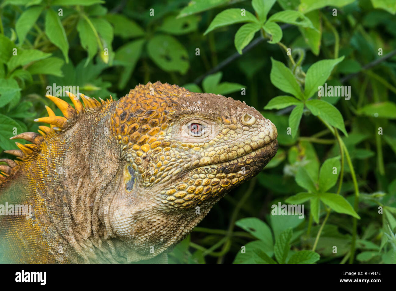 Conolophus subcristatus america del sur hires stock photography and