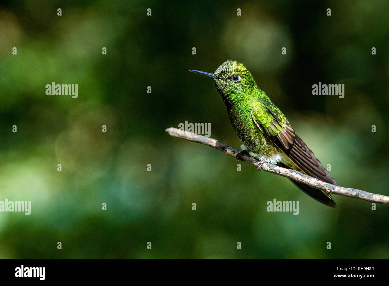 a humming-bird in Reserva Natual Acaime. Photographed in the wonderful High-altitude Forest of Colombia Stock Photo