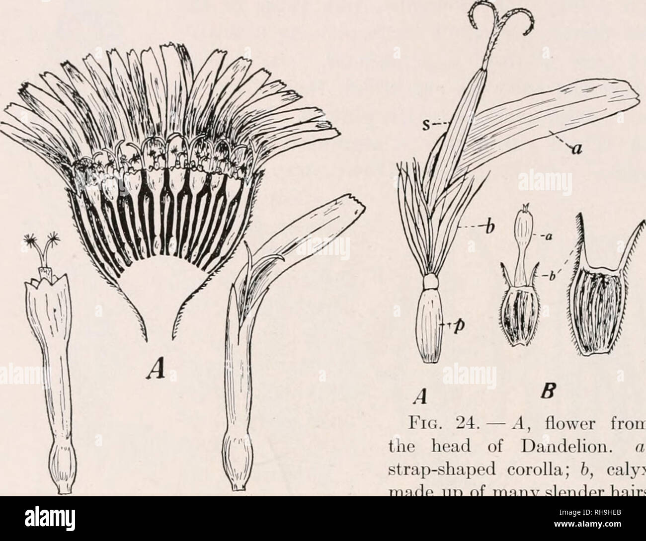 . Botany for agricultural students. Plants. 24 FLOWERS hanticr; the two