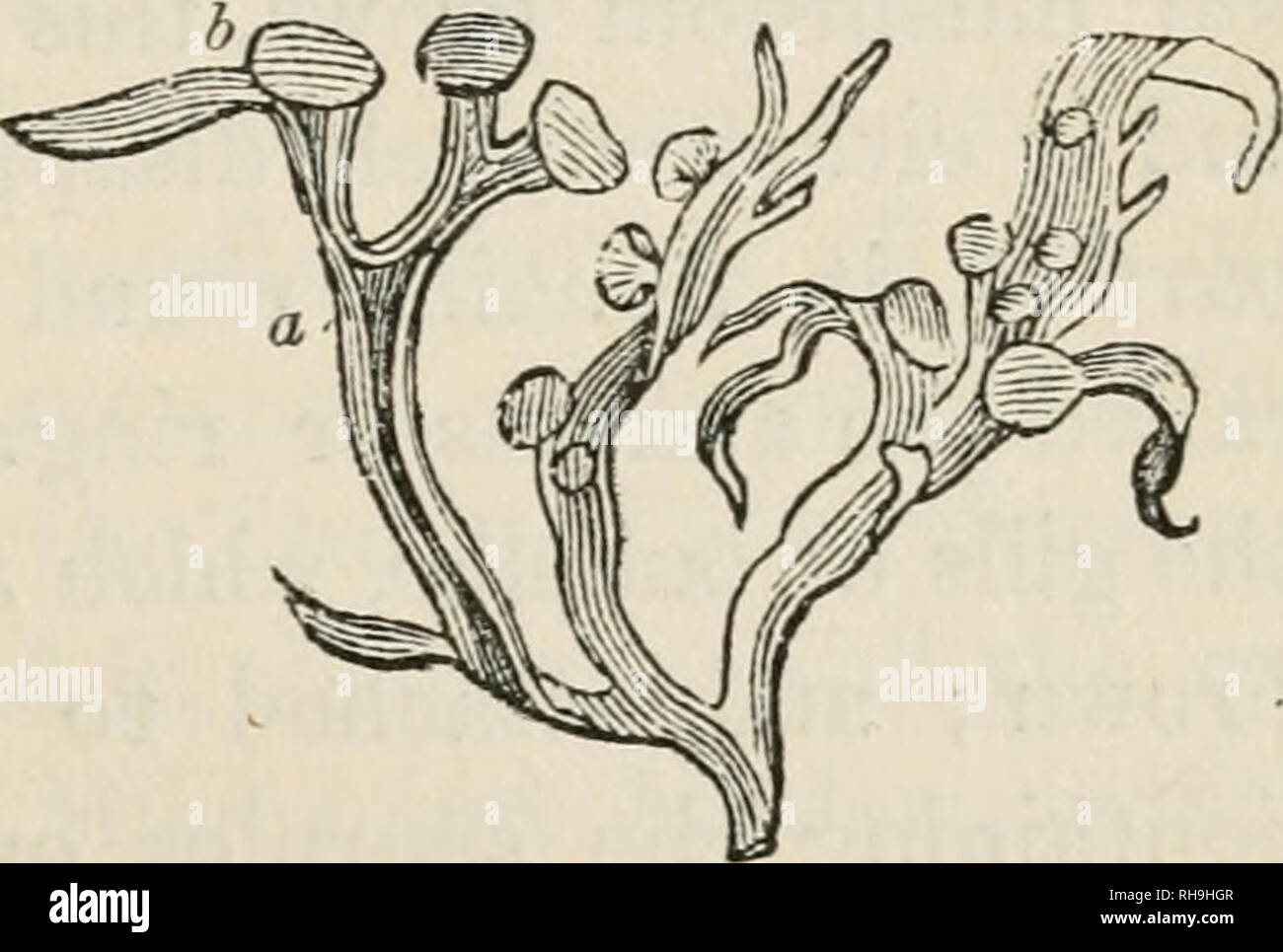 . Botany for ladies; or, A popular introduction to the natural system of plants, according to the classification of De Candolle. Plants -- Classification. Fig. 150—Usnka Florida. {Old Trees.) are cup-shaped (as in Ji(/. 150), are called scjpliae, and when flat (as inj^y. 151), apo- thecia. The sporules, which are very nu- merous, are inclosed in receptacles of various forms, which are em- bedded in the shields. Some of the commonest lichens are Usneajlorida {Jig. 150), and jR«- malina fastigiata {Jig. 151), both of which are found on old oaks, and are generally call- ed grey moss; and Cornicul Stock Photo