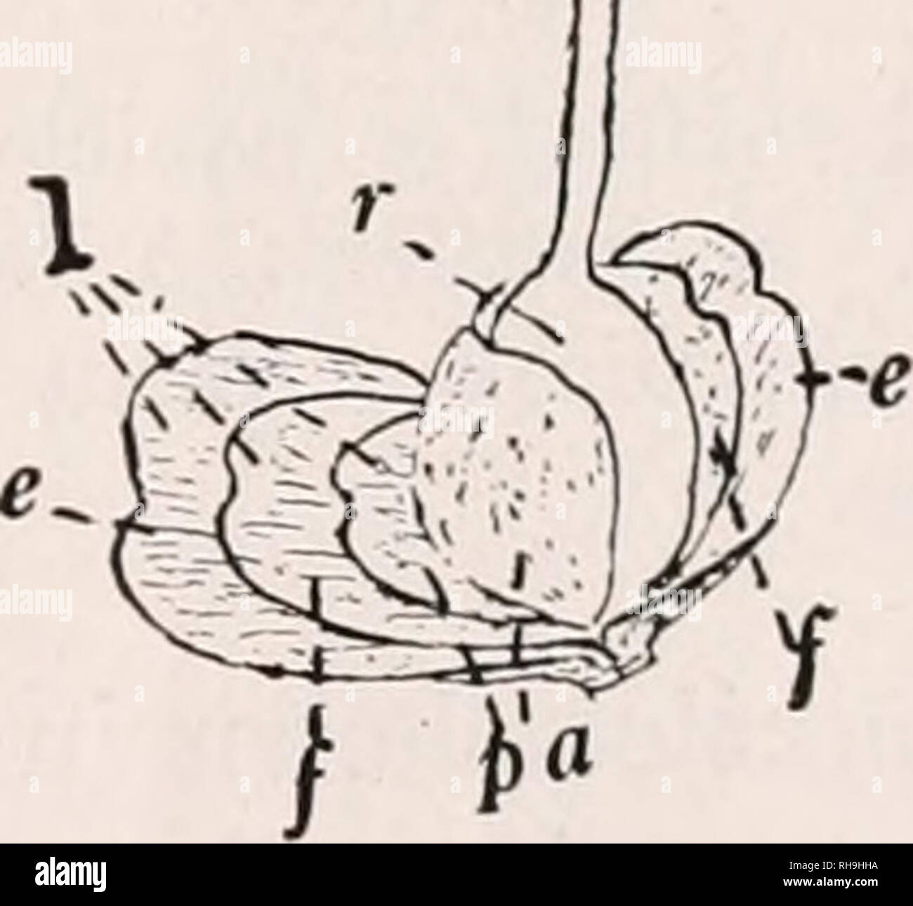 . Botany for agricultural students. Plants. Fig. 1"). — Lengthwise