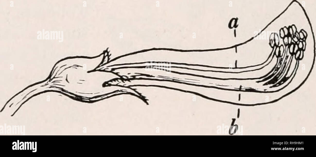 . Botany for agricultural students. Plants. tube which surrounds the