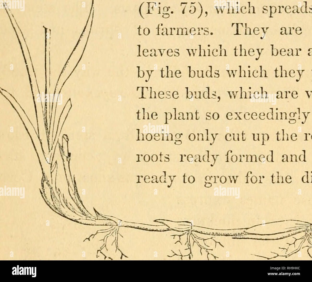 Botany For Young People And Common Schools How Plants Grow A