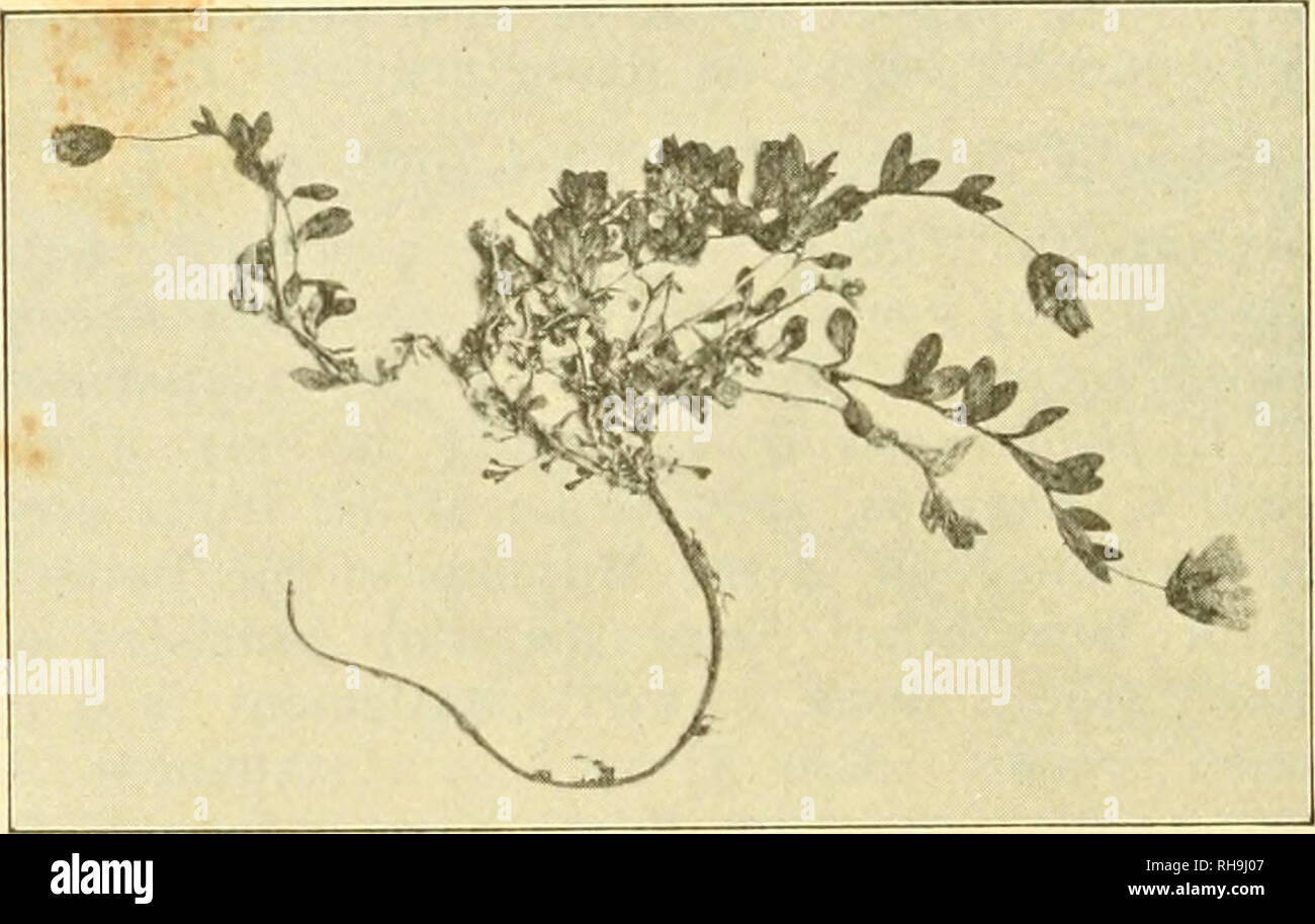 . Botany of the Faeröes, based upon Danish investigations. Botany -- Faroe islands. 60 62. Cerastium alpinum L. Fug 16: on rock-ledges at about 600 m. (!). All the numerous piants met with were c?; in the beginning of August, (Aug. 7*'^) they were in full flower. 63. C. Edmondstonii (Wats.) Murb. &amp; Ostenf, in Murbeck: Studier ofver kritiska kårlvaxtformer III. De nordeuropeiska formerna of slagtet Cerastium. Botaniska Notiser 1898, p. 246. — C. latifoUiim, ^ Edmondstonii Watson, London Botan. Soc. Catalogue of British Piants 1844. — C. nigrescens and ^, acntifolinm Edmondston, Flora of She Stock Photo