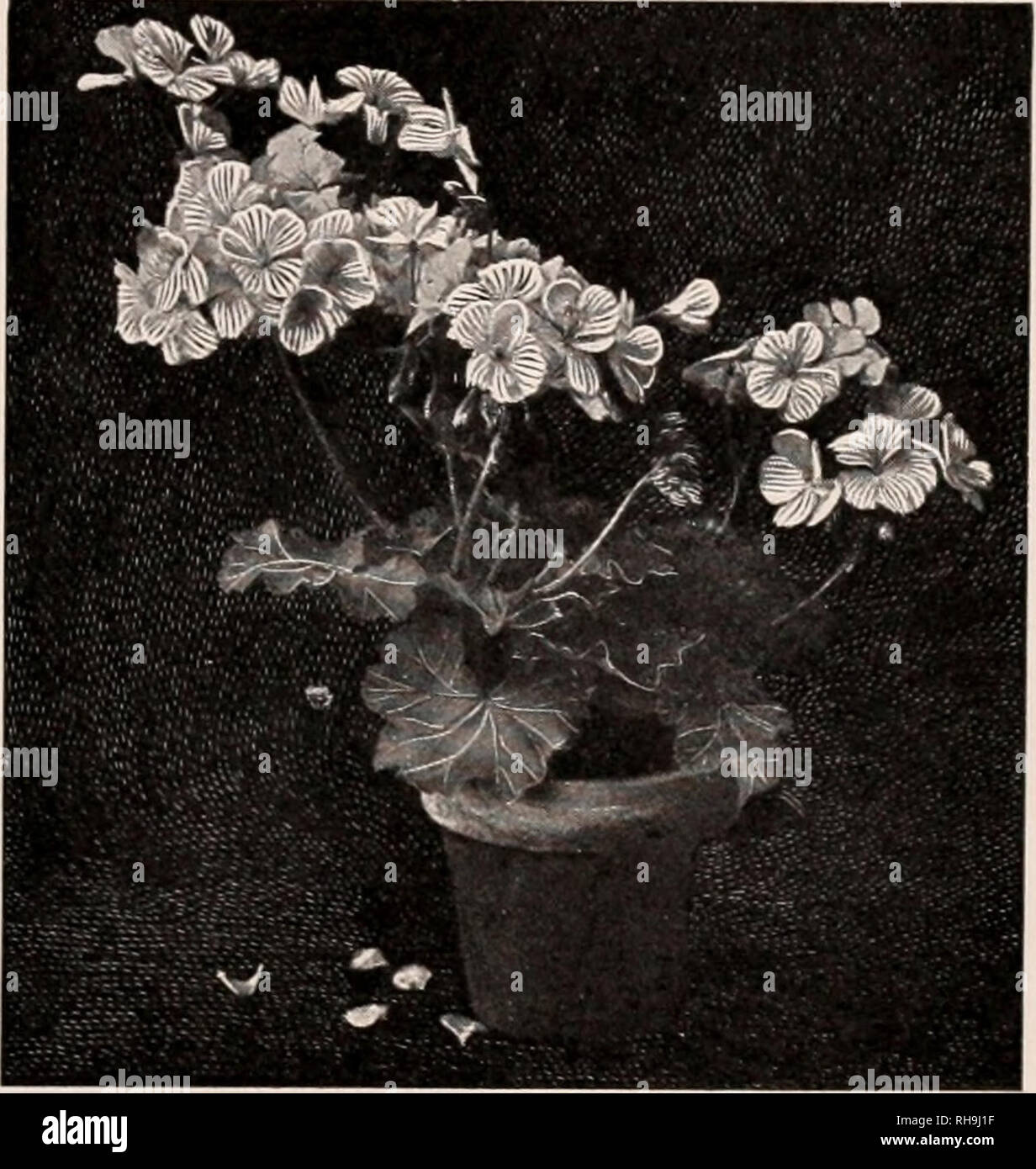 . Botany; an elementary text for schools. Plants. THE GKAFT 27 ary, or March tvill give compact blooming plants for the next tvinter; and thereafter new ones take their places. Fig. 37. 68. THE HARDWOOD CUTTING.—Best results are secured ivhen the cuttings are made in the fall and then buried until spring in sand in the cellar. These cuttings are usually 6 to 10 inches long. They are not idle while they rest. The lower end calluses or heals, and the roots form more readily when the cutting is planted in the spring. But if the proper season has passed, take cut- tings at any time in winter, plan Stock Photo