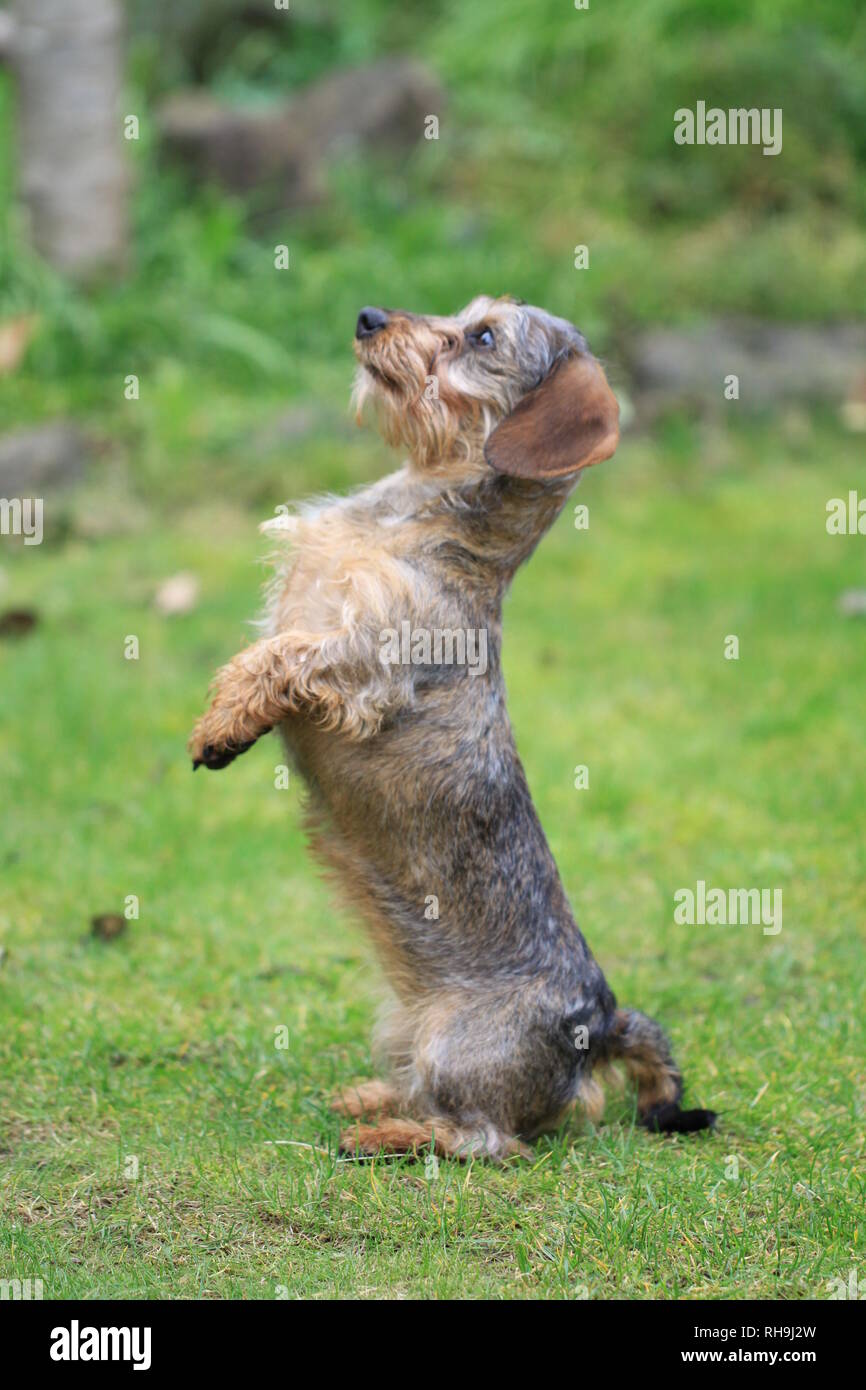 Miniature Wire-haired Dachshund Stock Photo