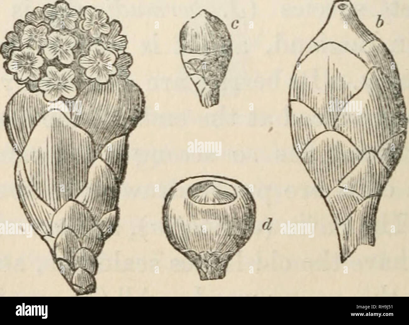 . Botany for ladies; or, A popular introduction to the natural system ...