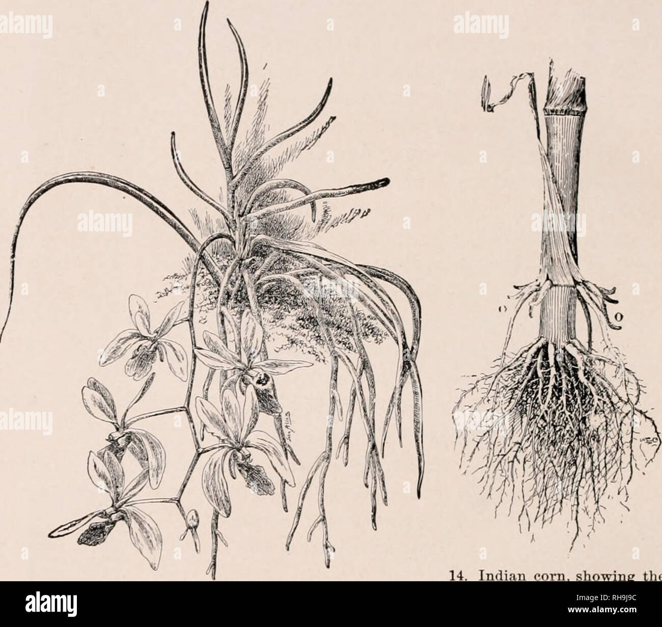 . Botany; an elementary text for schools. Plants. 10 THE ROOT hairs