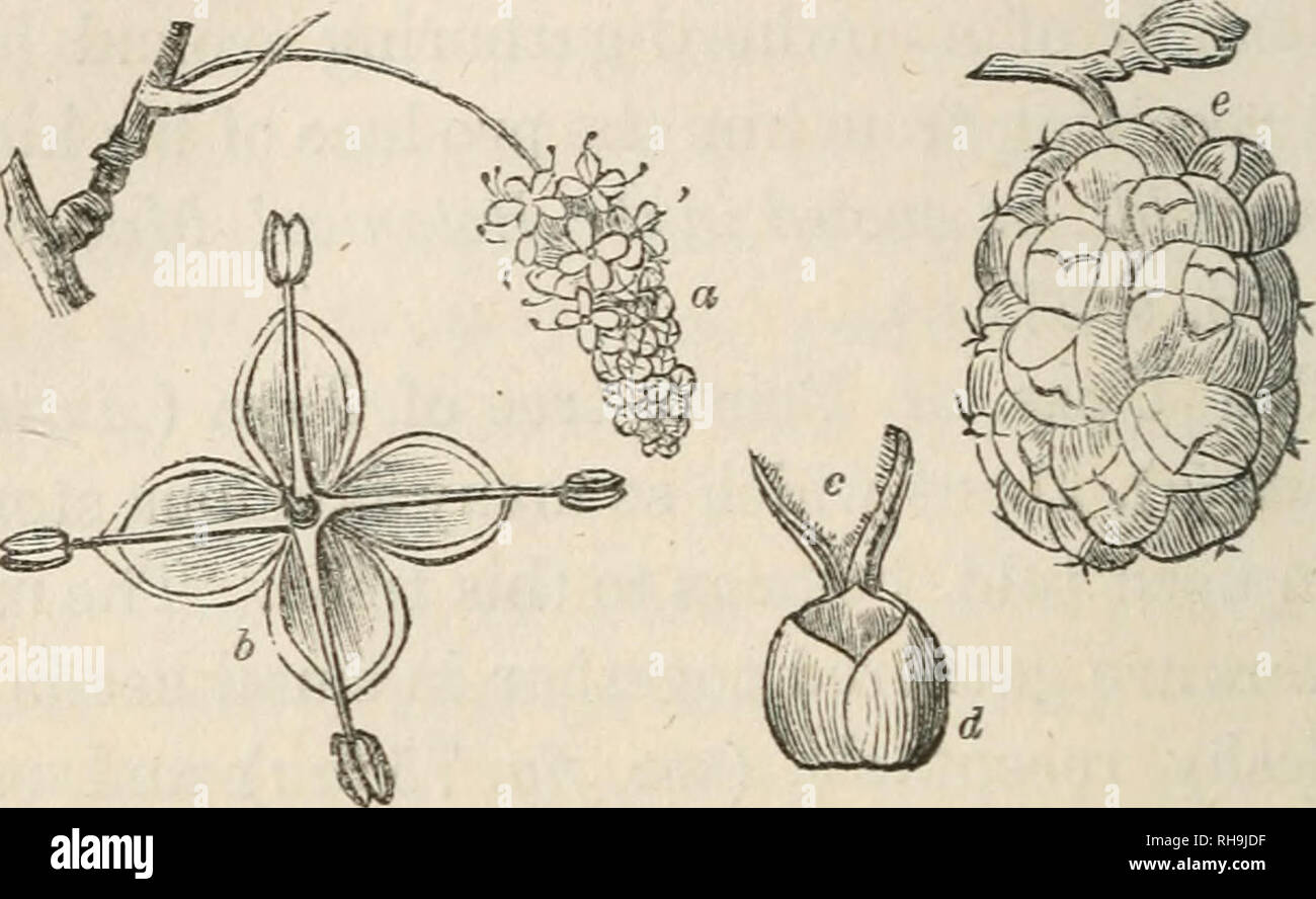 . Botany for ladies; or, A popular introduction to the natural system of plants, according to the classification of De Candolle. Plants -- Classification. 168 ARTOCARP^. [part I. of a calyx of four sepals, and four stamens, which spring back and remain extended after. Fig, 76.—Mulbkrry. they have discharged their pollen (h). The female flowers also grow closely together, in dense spikes, round a slender receptacle; each having two elongated fringed stigmas (c), and a calyx of four sepals, and being inclosed in an involucre, as shown at d. As the seeds ripen, each female flower becomes a drupe, Stock Photo