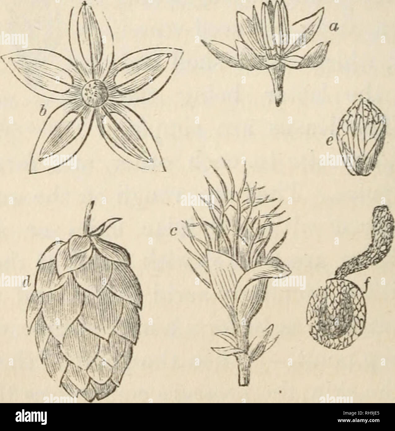 . Botany for ladies; or, A popular introduction to the natural system ...