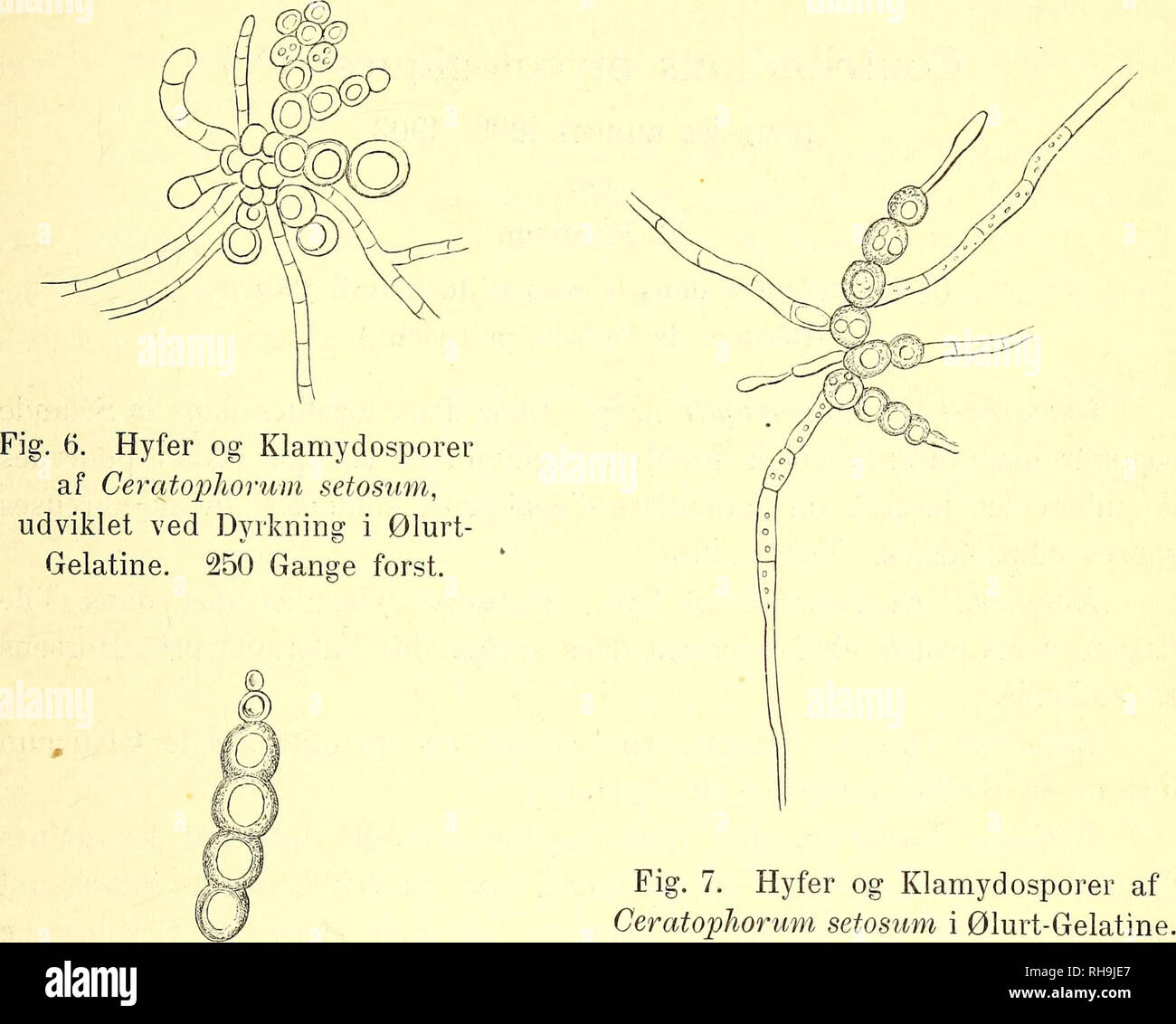 . Botanisk tidsskrift. Botany; Plants; Plants. — 315 — rosis, initio testaceis, dein fascis, hyphis brevibus, erectis, brunneis; conidiis cylindricis, sursum attenuates, hyalinis vel pallide fusces- eentibus, septatis, 60—70 p. L, 5—6 a er. In foliis Polygonati muïti- flori. Vendsyssel : Baggesvogn.. 250 Gange forst. Fig. 8. Klamydosporer af Ceratophorum setosum. 300 Gange forst. Macrosporium Arnicae n. sp. Maculis foliieolis, amphigenis, rotundatis, brunneis, dense concentrice zonatis; conidiis sarcini- formibus, fuscis, murali-divisis, 36—40 ^ L, 30 p&gt; er. In foliis vivis Arnicae montanae Stock Photo