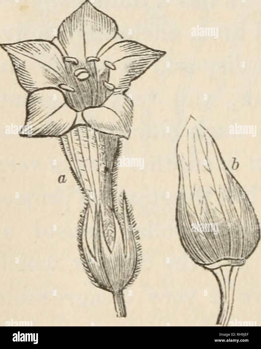 Botany for ladies; or, A popular introduction to the natural system of  plants, according to the classification of De Candolle. Plants --  Classification. 148 NICOTIANEiE. [part I. bud; but they are