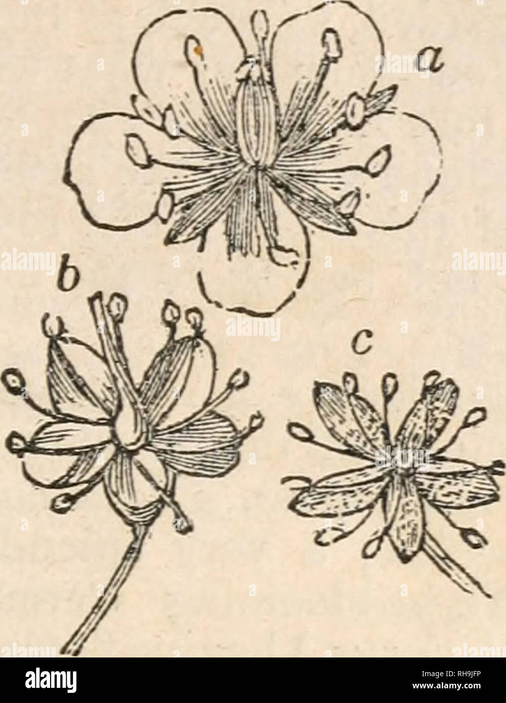 . Botany for beginners : an introduction to Mrs. Lincoln's Lectures on botany : for the use of common schools and the younger pupils of higher schools and academies. Botany. Ch. XXIIL] CLASSES AND OHDCKS. 137 CLASS X. DECANDRIA, tt&gt;n stamens ORDER 1. MONOGYNIA, one pistil. Fig. 81. 579. This cut represents at a, a flow- er of the genus Ruta, (ruu;) its calyx is monosepalous ; it has five petals; the germ is large and superior. At &amp; is a flower of the Saxifraga ; one species of this, sometimes called beef-steak geranium, is a very common and hardy green-house plant, with creeping roots a Stock Photo