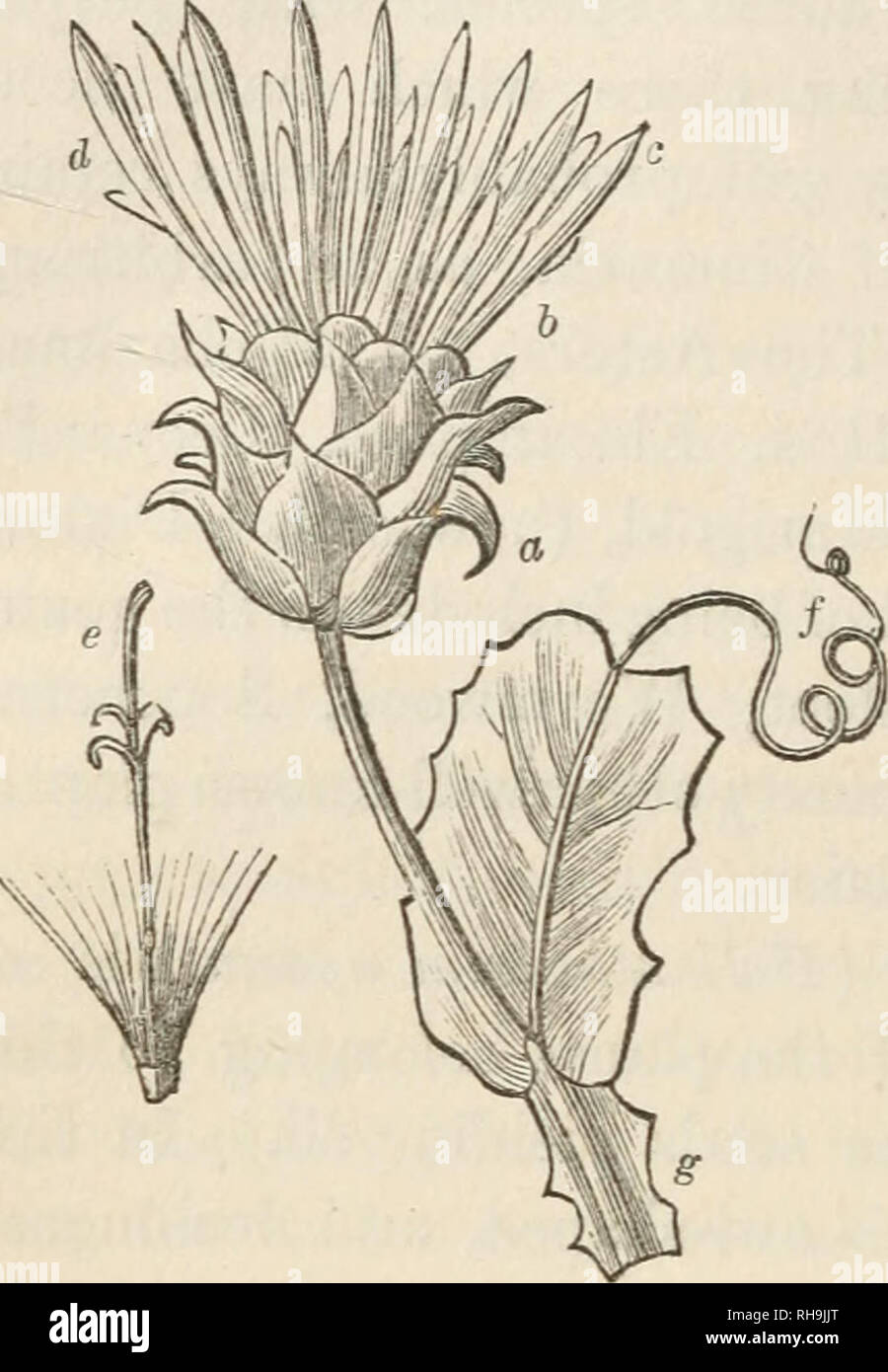 . Botany for ladies; or, A popular introduction to the natural system of plants, according to the classification of De Candolle. Plants -- Classification. 108 LABIAT^FLORtE. [part I. the singularity of their formation. Mutisia latifolia (see fig. 46) has a large, woolly involucre, the | A ^ scales of which are {il) i] I I /] A of two kinds, the VA ., t./' //^' outer ones, (a), being pointed and leaf-like, and the inner ones, (^), having the ap- pearance of scaly bracts. The flo- rets of the ray, (c), are narrow, and spreading in the fully expand- ed flower; and those of the disk, (f/), are s Stock Photo
