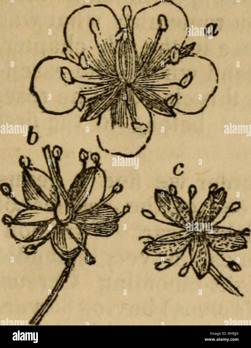. Botany for beginners: an introduction to Mrs. Lincoln's Lectures on botany. Plants. Ch. XXIII.] CLASSES AND ORDERS. 137 Class X. Decandria, tpn stamens Order 1. Monogynia, one pistil. Fig. 81. 579. This cut represents at a, a flow- er of the genus Buta, (rue;) its calyx is monosepalous ; it has five petals; the germ is large and superior. At 6 is a flower of the Saxifraga ; one species of this, sometimes called beef-steak geranium, is a very common and hardy green-house plant, with creeping roots and roundish hairy leaves. At c is a flower of the genus Ledum ; this corresponds with the Saxif Stock Photo