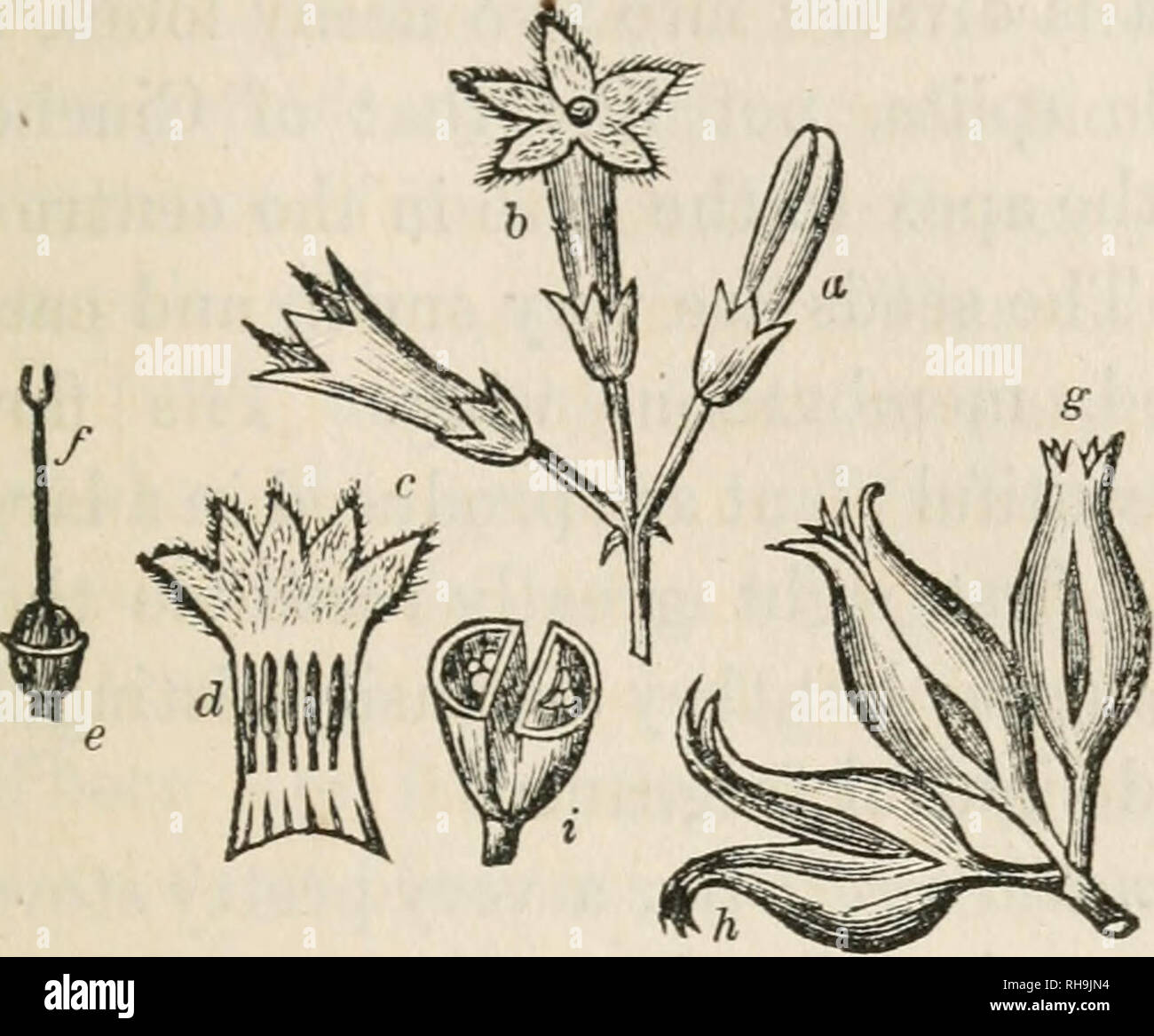 . Botany for ladies; or, A popular introduction to the natural system of plants, according to the classification of De Candolle. Plants -- Classification. CHAP, v.] THE GENUS CINCHONA. 87 division between the two cells, as shown at A, beginning at the base. The cells (z) each con-. FiG. 36.—CiNCHOVA, Peruvian Bark (Cinchona Lanceolata). tain several seeds. C, ohlonpfoUa, which yields the red bark of the shops, has cream-coloured flowers, as large as those of a Jasmine, which they resemble in shape ; and C. cordifolia^ which produces the yellow bark, has flowers like the first species, and hear Stock Photo