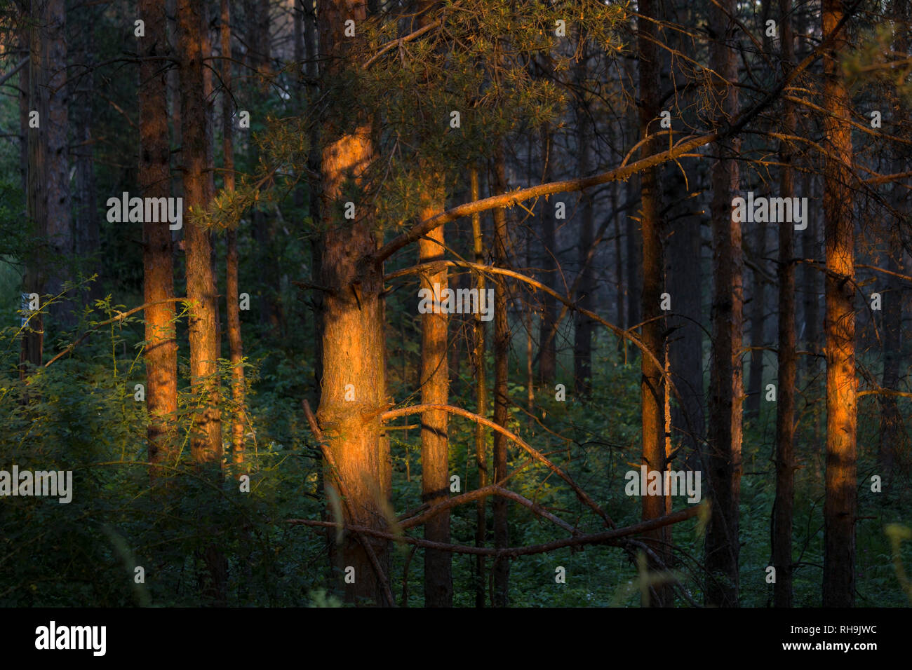 Forest at sunset as background Stock Photo - Alamy