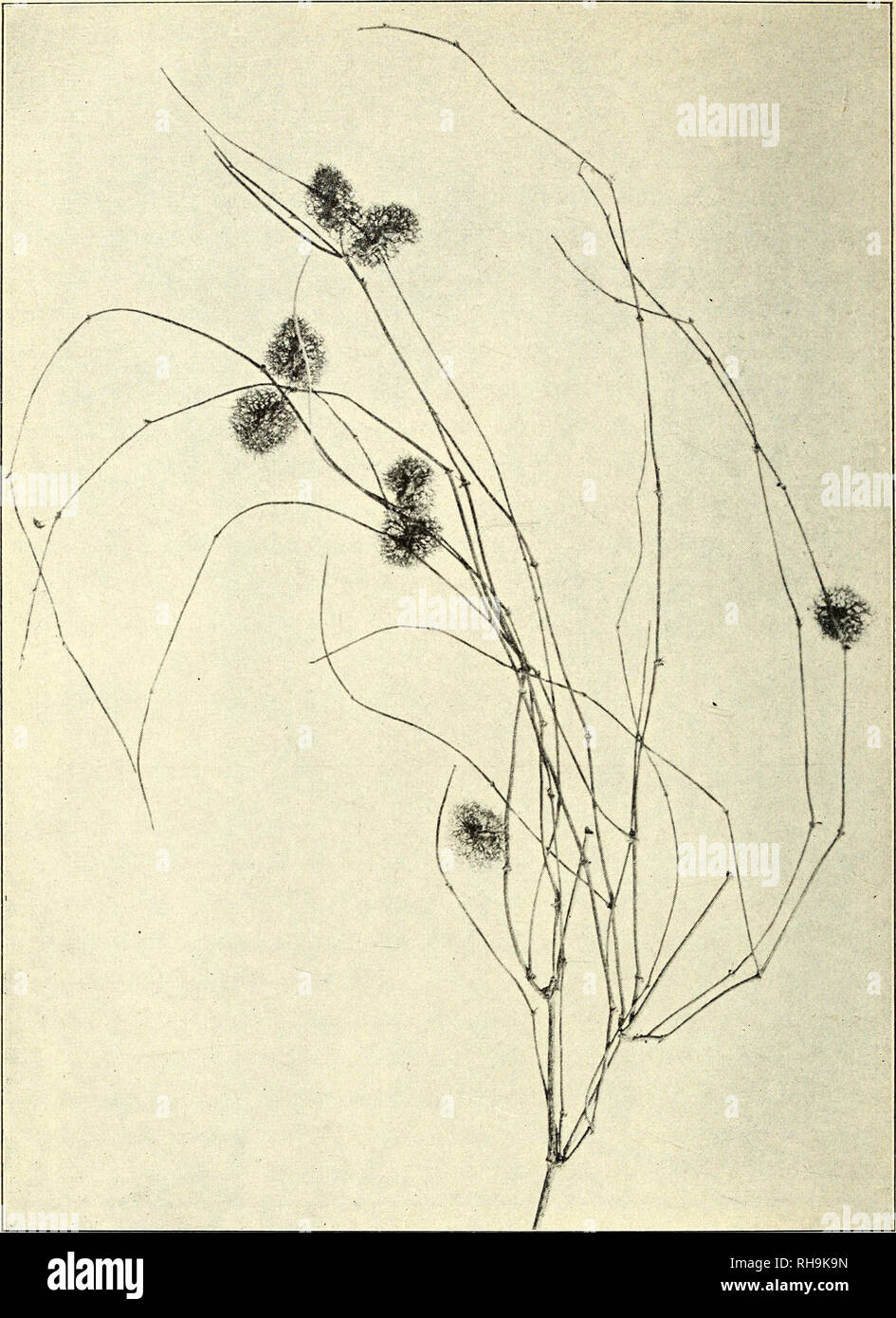 . Botanisk tidsskrift. Botany; Plants; Plants. — 72 —. Fig. 11. Calligonum Caput Medusae, Frugtbærende Gren, som har tabt en Del af Frugterne. Slutningen af Maj. Futteral, hvori de ældre Roddele ligger løst. Bladene er sammen- rullelige ligesom Psamma's Blade og bærer Spalteaabninger og Grøn- væv paa den beskyttede Overside.. Please note that these images are extracted from scanned page images that may have been digitally enhanced for readability - coloration and appearance of these illustrations may not perfectly resemble the original work.. Botaniske forening i København. København : H. Hage Stock Photo