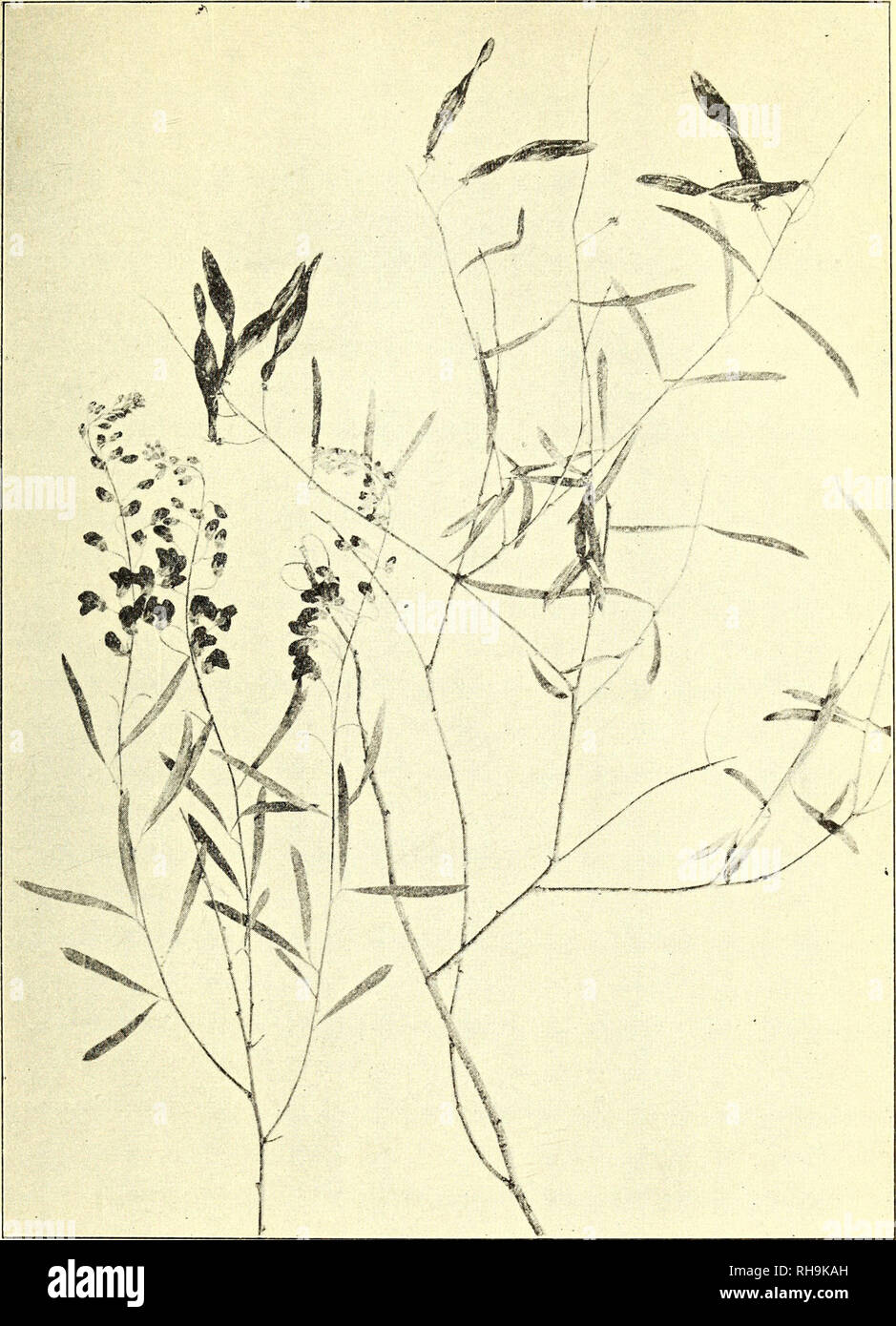 . Botanisk tidsskrift. Botany; Plants; Plants. — 71 —. Fig. 10. Ammodendron Conollyi. Til venstre blomstrende Gren (April), til højre frugtbærende Gren (Juni). Døde Blomsterstandsakser afslutter Skudge- nerationerne. har set, ikke. Ifølge Palezkij danner Aristida to Slags Rødder, dels lange vandrette Forankringsrødder, dels kortere lodrette Er- næringsrødder. Rødderne er beskyttede af en Sandstrømpe, et. Please note that these images are extracted from scanned page images that may have been digitally enhanced for readability - coloration and appearance of these illustrations may not perfectly  Stock Photo
