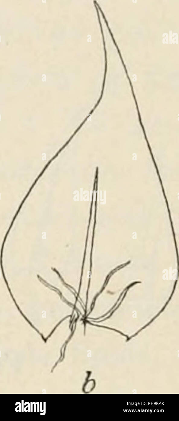 . Botanisk tidsskrift. Plants; Plants -- Denmark. Fig. 9. A. Kochii Br. eur. a — h Stfengelblade, c Grenblad, d Bladgrund. eller med svagt fortykkede V«gge, 0,009—0,011 mm. brede, midt i Bladet c. 4, i Spidsen 6 — 7 Gauge saa lange; ved Bladgrunden nogle (2 — 4) Rgekker gule eller gulgrenne, temmelig tykvgeggede, porede, 0,014—0,020 mm. brede og 2 — 3 Gange saa lange Caller, som bliver smallere henimod Bladranden og opadtil afloses af kortere, 0,012 mm. brede Geller, som gaar jfevnt over i det prosenchymatiske Gellevaev Igengere oppe i Bladet. Grenblade lancetformede, langt og fint tilspidsede Stock Photo
