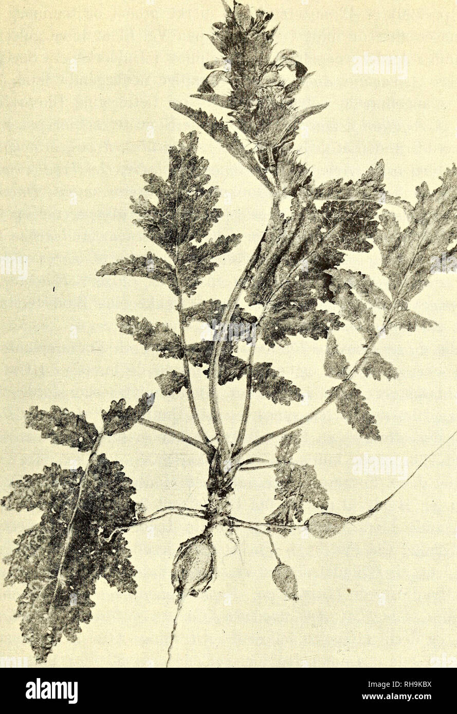 . Botanisk tidsskrift. Botany; Plants; Plants. — 55 —. Fig. 7. Eremostachys labiosa. Maj. ninger, nogle Steder ved sine store hvidgule Skærmkomplekser, der er hævede en Meter eller mere over Jorden, andre Steder kun ved Rosetter af store, snitdelte Blade, som allerede i Slutningen af Maj bliver gule. Planten har Rodknolde og et tykt Rhizom. Rheum tataricum ses nogle Steder at brede sine mægtige, me- terbrede, bulede Blade ud over Jorden. Jeg har ikke set den. Please note that these images are extracted from scanned page images that may have been digitally enhanced for readability - coloration  Stock Photo