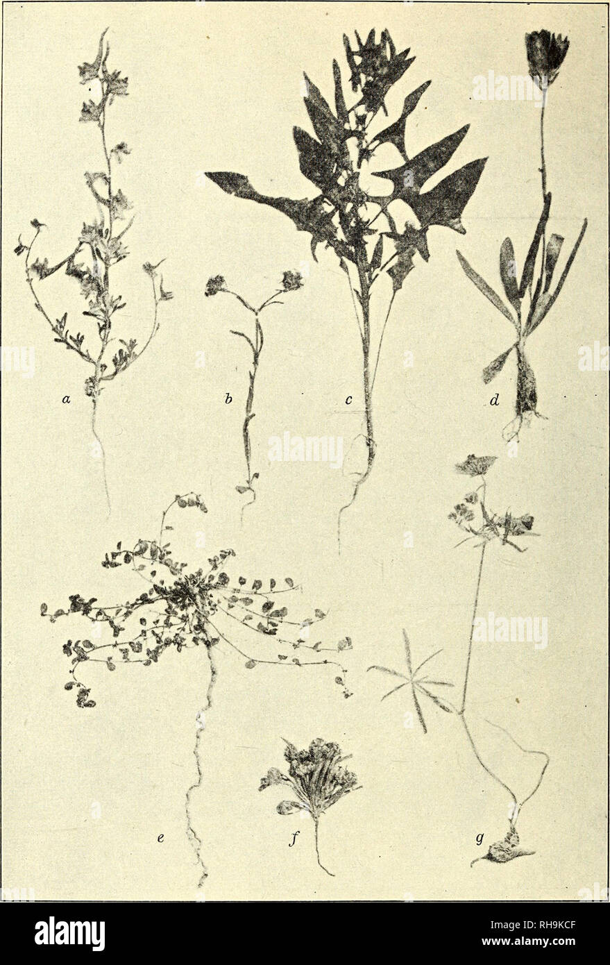 . Botanisk tidsskrift. Botany; Plants; Plants. — 54 —. Fig. 6. Efemere og fleraarige Foraarsplanter fra Lerørken : a, Delphinium persicum, b, Valerianella turJcestanica. c. Spinacia tetrandra Ç. d, Gentiana Olivieri. e, Andrachne telephioides. f, Plantago lachnantha. g, Geranium tuberosum. caucasia, falcifolia o. fl. — Eremostachys labiosa (Fig. 7), en fodhøj Labiat Died smukt, acanthuslignende Løv og store lyse Blomster, er nogle Steder saa almindelig, at den grønne Græsflade er helt lys- plettet deraf. Den har Rodknolde og er en Jordskorpeplante, ligesom Ferula Asa foetida. Ogsaa denne domin Stock Photo