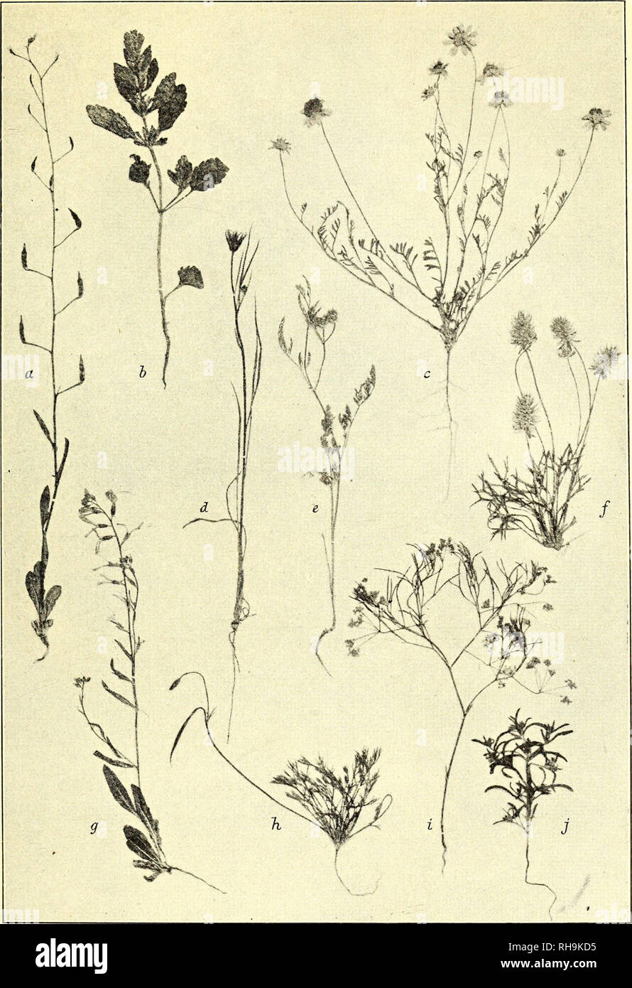 . Botanisk tidsskrift. Botany; Plants; Plants. — 53 —. Fig. 5. Forskellige efemere Planter fra Lerørken: a, Goldbachia laevigata, b, Lallemantia Boyleana. c, Matricaria lamellata. d, Koepinia linearis, e, Cau- calis leptophylla. f, Ceratocephalus orthoceras. g, Malcolmia Bungei. h, Hype- coum pendulum, i, Acanthopleura capillifolia. j, Lappula spinocarpos. Blandt Stauder, som blomstrer om Foraaret, kan mærkes en smuk rød Tulipa sp., den blaablomstrede lxilirion Pallasii, Al- lium Tschulpias, tataricum og flere Arter, Gagea reticulata, Knold- geofyterne Geranium tuberosum og Leontice incerta, e Stock Photo