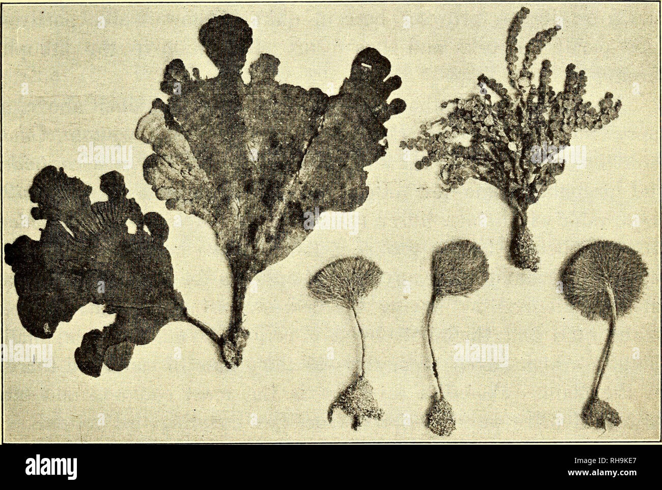. Botanisk tidsskrift. Botany; Plants; Plants. Fig. 2. Caulerpa cupressoides (Vahl) (1:4.) F. B. fot.. Fig. 3. Different Algae fixed to the same spot. Udotea fiabellata (Lamx.) J. Ag. Halimeda tridens (Sol.) Lamx. PeniciUus capitata* Lamx. (1:4.) F. B. fot. the variety mamillosa, C.pennata with var. mexicana, C.plumaris, C. taxifolia, C. racemosa var. lœtevirens and C. proliféra. Especially. Please note that these images are extracted from scanned page images that may have been digitally enhanced for readability - coloration and appearance of these illustrations may not perfectly resemble the  Stock Photo