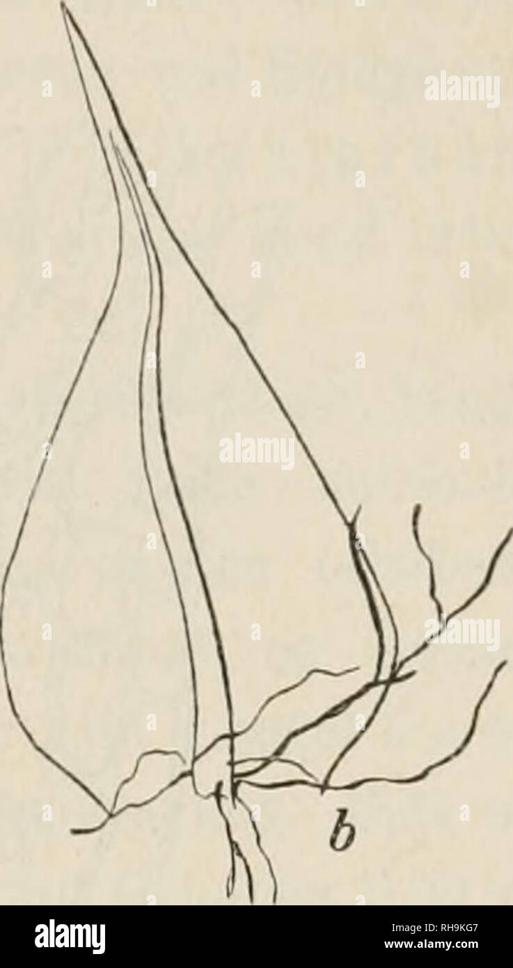 . Botanisk tidsskrift. Plants; Plants -- Denmark. Fig. 3. A. varium var. oligorrhizon. Stsenselblade. lange, 0,85 mm. brede, tandede i hele Randen. Bladceller korte, 0,010—0,012 mm. brede, 0,015 — 0,030 mm. lange. Var. orthocladon Sullivan. Dybe og blede, morkegranne Puder. G r e n e lange, o p - s t i g e n d e e 11 e r o p r e 11 e med Lidstaaende Smaa- grene. Sporer0,010—0,016mm. Foravrigt som Hovedarten. I Skovsumpe paa Trae- redder, hidtil sjjelden : Sjfelland: Stuekmd (C. Jensen), Lyngby Mose! Mosen ved Rode Bro i Dyrehaven! Lejre! altid rigelig frugtbterende. Varieteterne fmdes tilligem Stock Photo