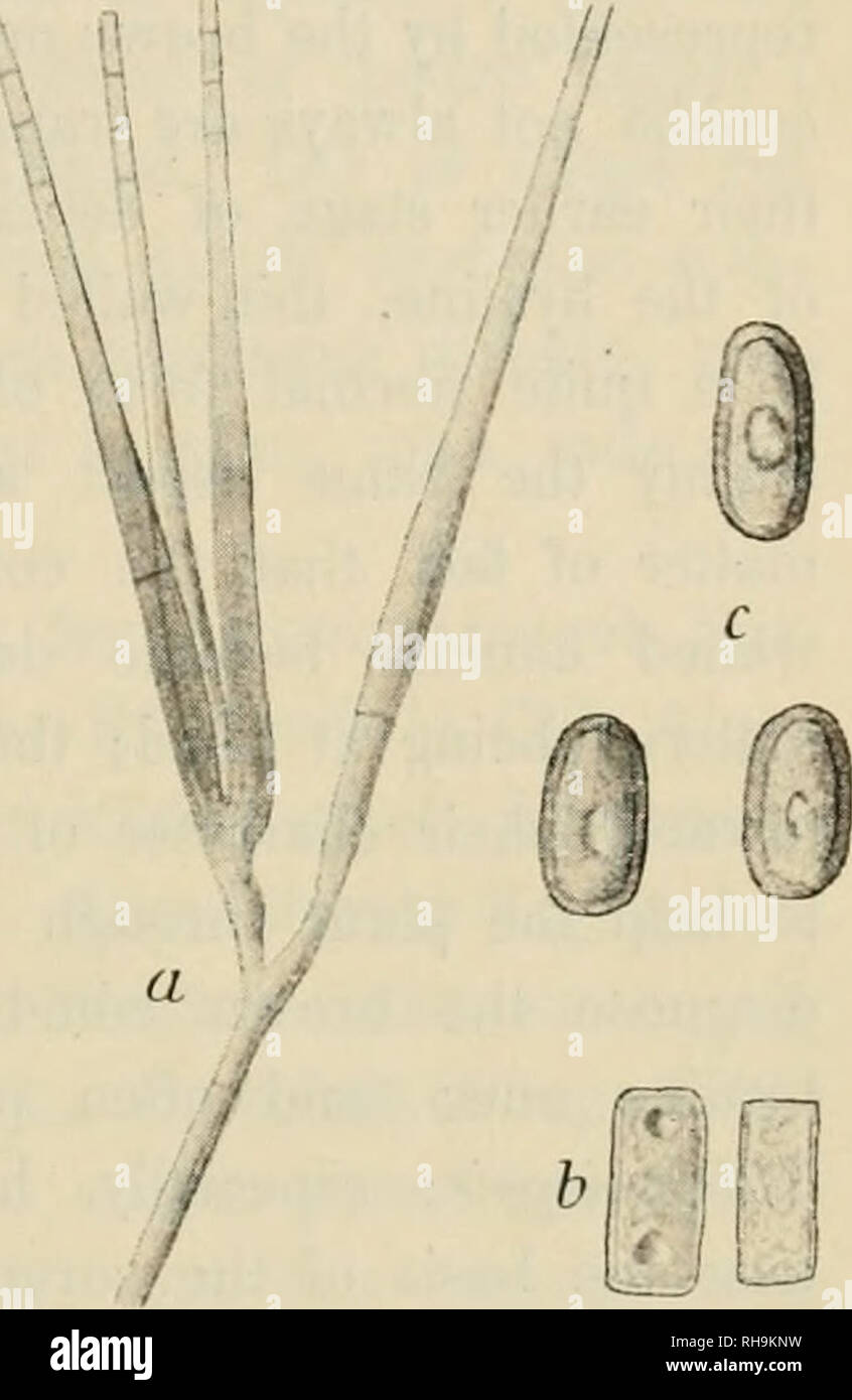 . Botanisk tidsskrift. Plants; Plants -- Denmark. — 221 — Hyphis singulis pro ratione tenuissimis, flexilibus, saepius ramosis, fuscis, crebre septatis, 4 — 5// ut plurimum crassis, superne Chalarae modo apertis, tubuliformibus, paulum infra tubulam apertam crassitndinem niaxi- mam, usque 9^j, attingenlibus. Conidiis endogenis, seriatim e lubulis protrusis, dimorphis, aliis numerosissimis, hyalinis (catervatim brunneolo- tinctis), cylindricis, utrinque truncatis, membrana tenui, intus vacuolatis, 10—12^ X 4 —5/i, aliis paucioribus, fuscis, ut plurimum ellipsoideo- cylindricis, membrana crassio Stock Photo