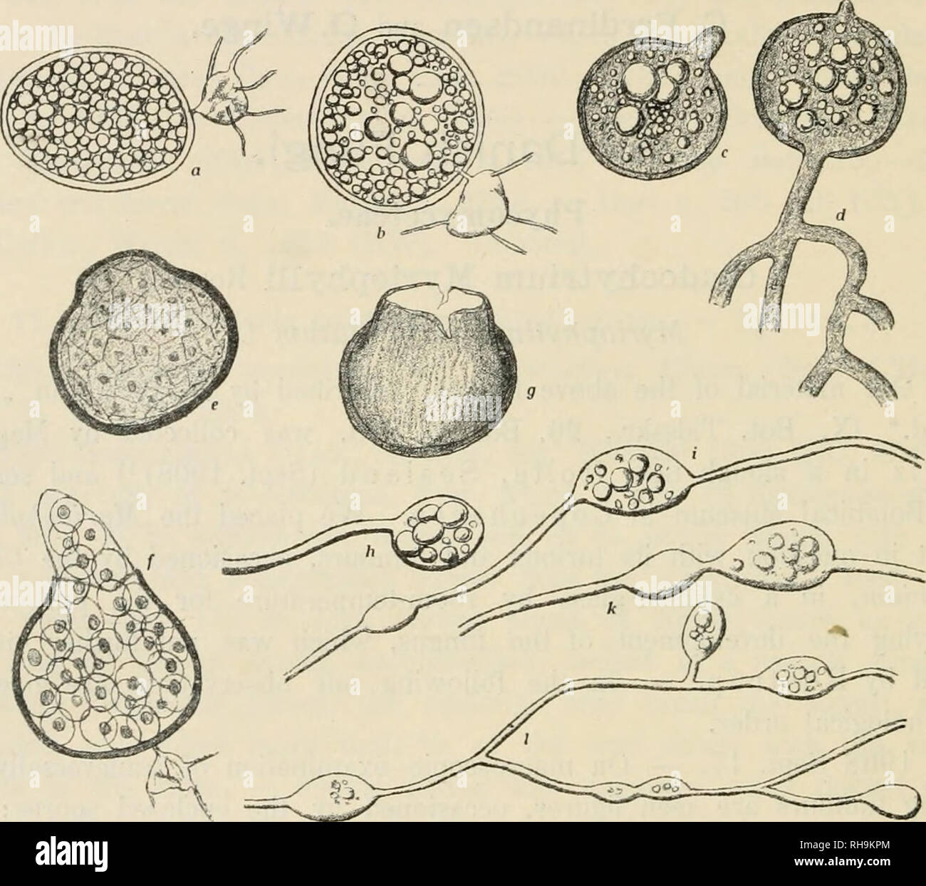 . Botanisk tidsskrift. Plants; Plants -- Denmark. — 306 — size or unequal ones) and by and by developes a brown, thickened membrane. The following stage is drawn in fig. 1, a, which corresponds to Rostrups figures. The double-swellings, before mentioned, are namely now emancipated from the mycelium; the inferior one, the Nehenzelle of the German authors, is hyaline with poor and partly destroyed contents, while the superior one, the young resting spore, appears stuffed with oil. Fig. 1. Cladochytrium Myriophylli Rostr. a and 6: Resting spores with their appendicular cells; c and d: Spores germ Stock Photo