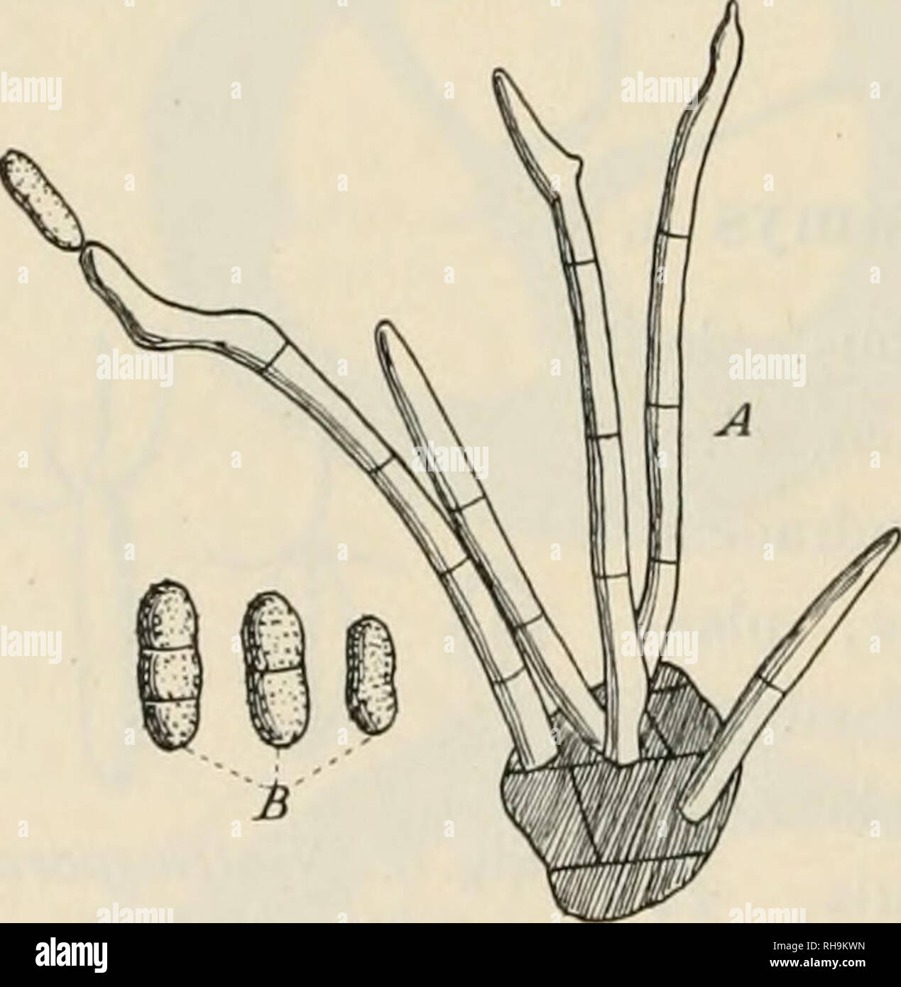 . Botanisk tidsskrift. Plants; Plants -- Denmark. — 250 — and it is probable that the peculiar appendix is a sort of floating apparatus. Stagonospora aquatica Sacc. This fungus, in litterature known to grow upon Scirpus triqueter- stems (France), was found by us in the heath at Borris upon stems of Scirpus caespitosus. Hyphomycetes. Chalara Ginkgonis n. sp. Hyphis sterilibus repentibus vel nullis, fertilibus stricte erectis, unicellularibus vel cellula basali mi- nima, e basi ampullacea leniter attenuatis, cylindricis, [J y long. 50—62 fi, crass, basi c. 9 ju, apice 2 — 31k ^, fuscis. (Rarius  Stock Photo