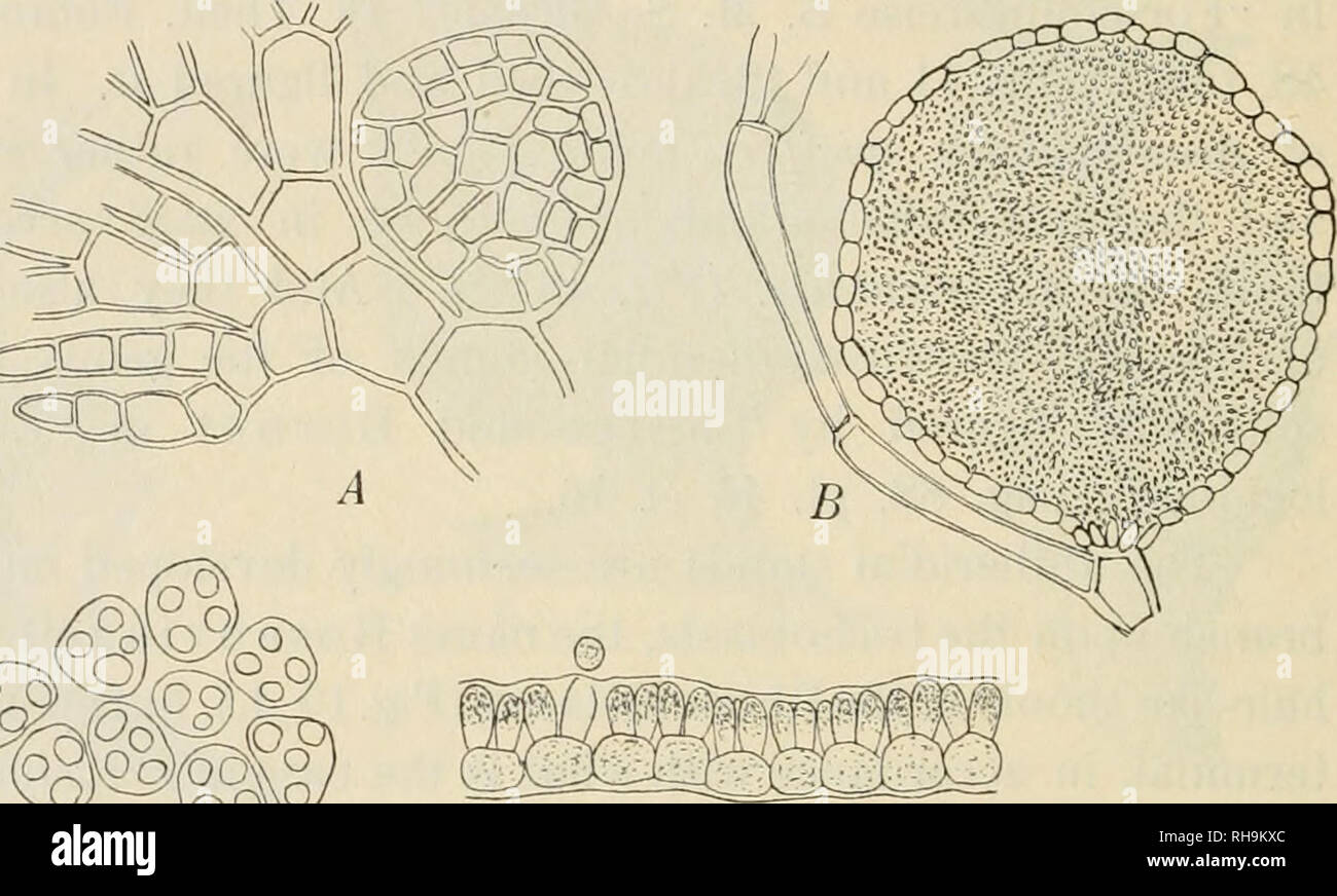 . Botanisk tidsskrift. Plants; Plants -- Denmark. — 204 — the antheridial stands in Chondria dasyphylla, explains as Ihe central cells and the cells which bear the spermatia-forming cells as pericentral cells. As a transverse section of the antheridial stands (Fig. 19 C) shows, cavities are present among the filaments in the interior. Fig. 19 E shows a part of the antheridial stand more magnified, seen from above, and fig. 19 D a transverse section of the peri- central cells with the same magnification; we see that each cell of the pericentral cells bears 3—4 antheridia. This species occurs in Stock Photo