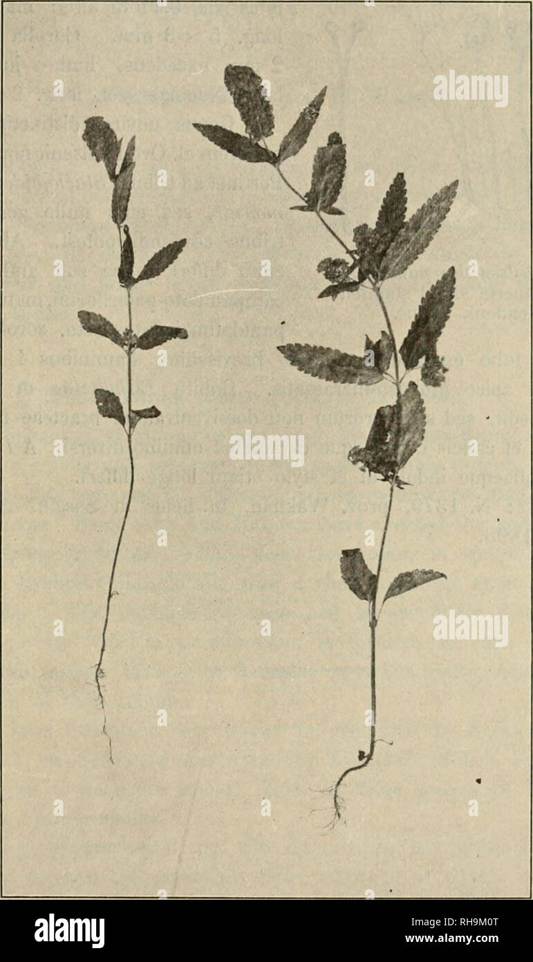 . Botanisk tidsskrift. Plants; Plants -- Denmark. 247 pilosulae, calices subaequantes, nullo modo imbricatae; bracteolae multo minores angustioresque. Galix sub anthesi aperte campanulato-pateriformis, parvus, extus parce margine densius pilosulus lobis brevibus ovatis ob- tusis; maturus valde auctus inflato-campanulatus, membranaceus, 10-ner-. Fig. 8. Paulseniella pamirensis. IJa.e. vius, marginibus introrsum recurvis. Corolla minima, solitarie ex calice amplo exsertula, limbi marginibus longe villosellis. Nuculae sordide atro-brunneae. Pianta 20 —25 cm alta. Gaulis internodia 5 . . 4 . . 3,5 Stock Photo