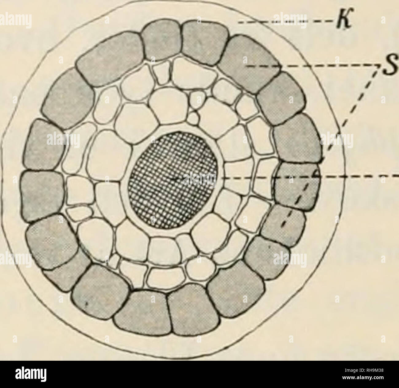 Botanisk tidsskrift. Plants; Plants -- Denmark. — 264. Fig. 2. Tvaersnit  gennem en Gren af Mykorrhiza af Arcto- staphylus uva ursi. K, Hyfe- Kappe.  S, Epidermis. C, Cen- tralcylinder. Ga. 170: