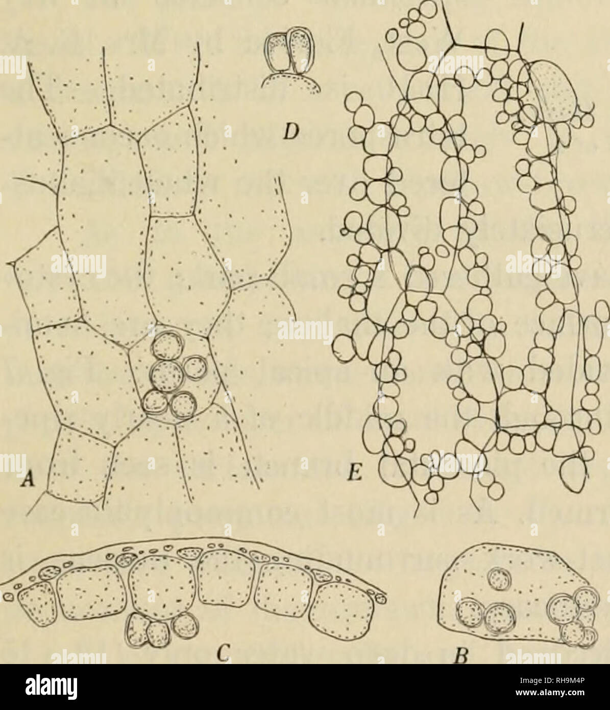 . Botanisk tidsskrift. Plants; Plants -- Denmark. Fig. 5. Chrysymenia Entero- morpha Harv. (about natural size).. Fig. 6. Chrysymenia Enteromorpha Harv. A, membrane-cells seen from the innerside; the cell near the middle with a group of glands (70:1). B, another cell with glands (70:1). C, transverse section of the membrane, in the middle a cell with glands (70:1). D, glands (70:1). E, part of the membrane seen from above (compare the text) (125:1), stricted, while their apices are broadly rounded. The sacs are nearly cylindric some- times somewhat flattened. The membrane is rather thin and so Stock Photo