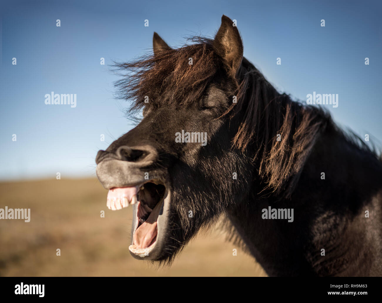 Portrait of black, laughing horse Stock Photo