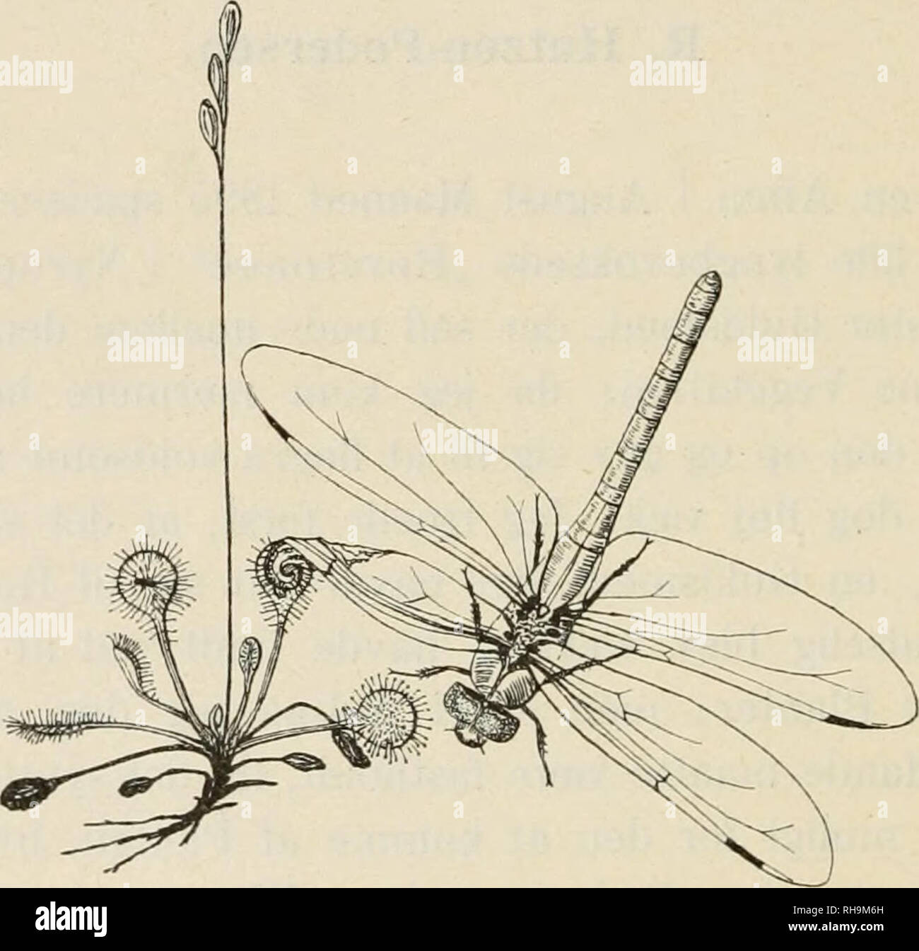 Djur tatuering – Veganska temporärtatueringar | Temporalis® – Sida 3, image size:1300x1344