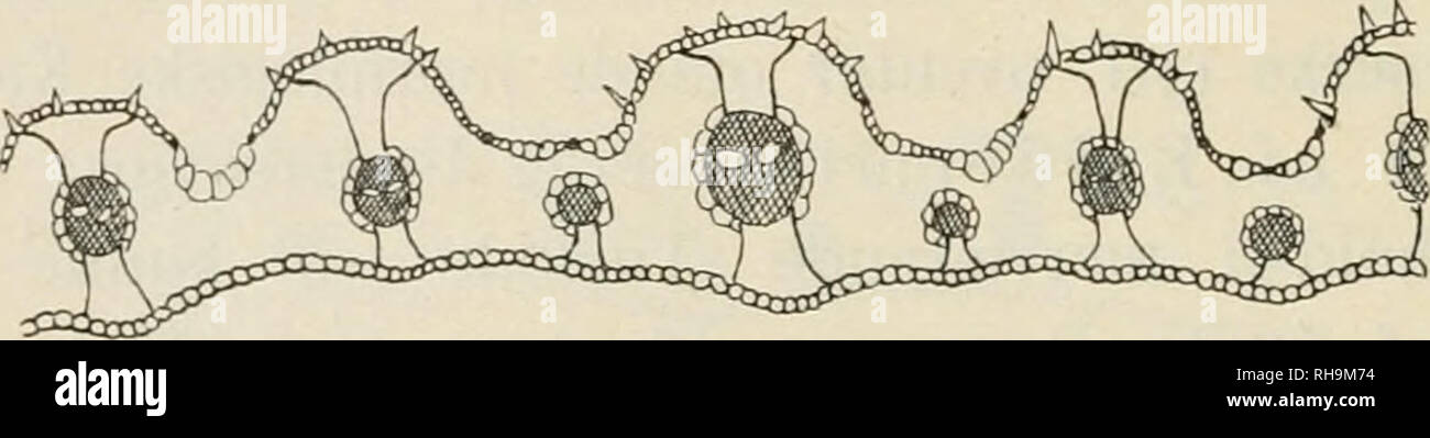 . Botanisk tidsskrift. Plants; Plants -- Denmark. Fig. 4. Bastarden. Bladtvfersnit visende de forskelligartede Nerver (cfr. Ayropyrum). B Epidermis fra Oversiden. C Epidermis fra Undersiden (cfr. Elymus). D Nerverne en Del forskellige fra dem i A. [A og D ca. ^'/i; B og C ca. ^Vi-) 3) Af de to Forseldre er den ene en Elymus som i Fig. 1, C i saa Fald er det hypodermale Vsev hos Elymus faldet bort og Agro- 2;«/r«&lt;m-Spalteaabningerne gaaet over paa Bastarden. Hvilken af disse 3 Maligheders Realisation Bastarden virkelig reprsesenterer er det selvfolgelig umuligt at have nogen Mening om i nae Stock Photo