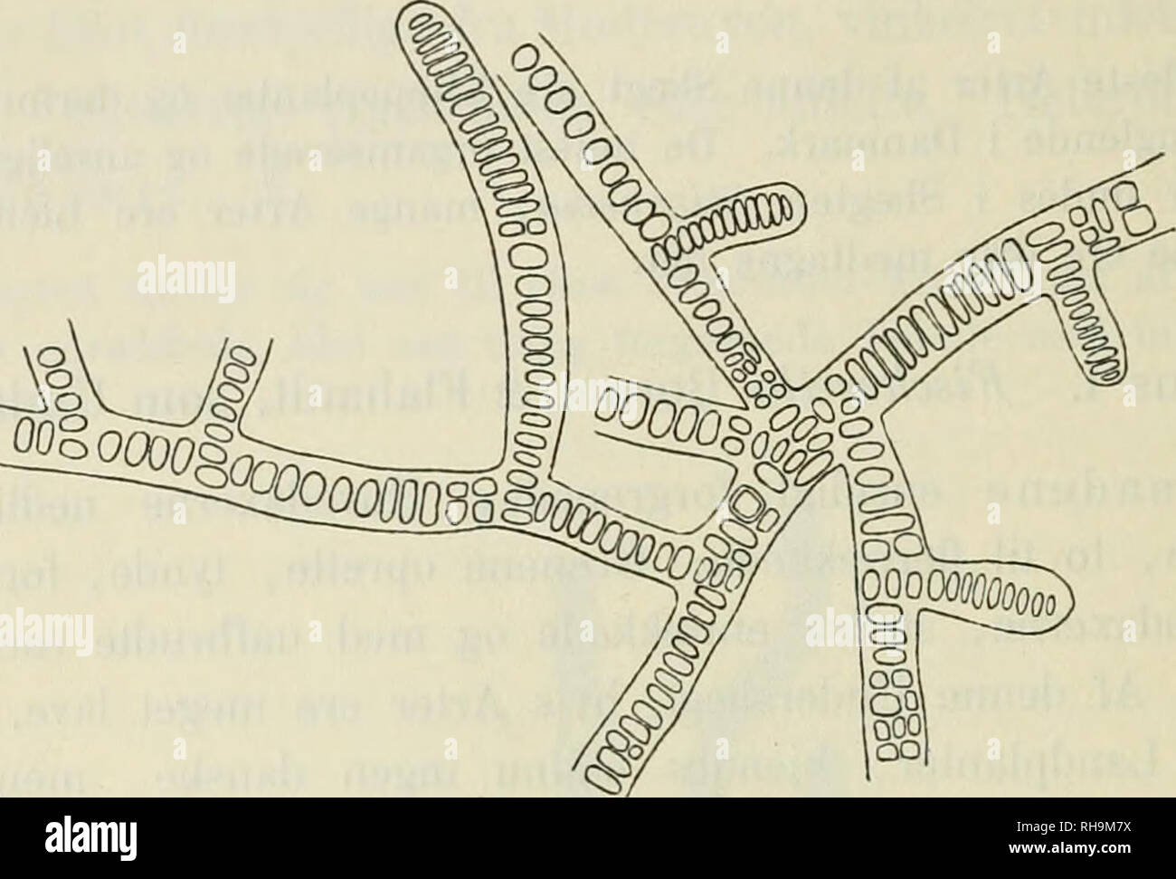 . Botanisk tidsskrift. Plants; Plants -- Denmark. 408 117. Stigonema ocellatum (Dillw.) Thuret (Hieronymus). Thuret, Essai de classification des Nostochinees, Annal. d. Sc. nat., 6^ serie,* bot., I, p. 380, 1875; Hieronymus, Hedwigia, Bd. XXXIV, p. 158, 1895.. Fig. 38. Stigonema ocellatum (Dillw.) Thuret (Hieronymus.) Brudstykke af en Traad med Grene af Iste og Men Orden. En enkelt Heterocyst tilstede. ca. 66 : 1. T hall us tueformet eller pudeforraet, filtet, smudsig oliven- farvet eller blaagront. Traadene oftest oprette med nedliggende Basis, uregelmffissigt forgrenede, 20—45 (sj. 50) /i ty Stock Photo