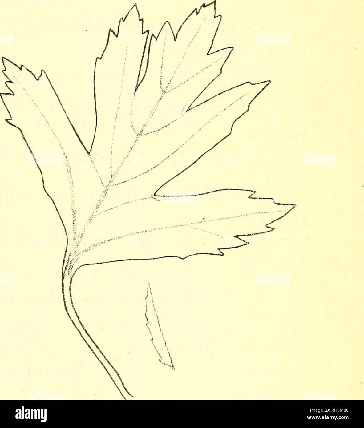 Hulthemia Dumort High Resolution Stock Photography And Images Alamy