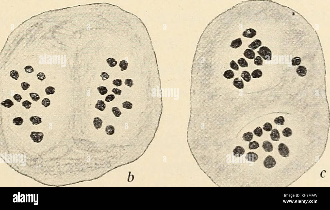 . Botanisk tidsskrift. Botany; Plants; Plants. Fig. 8 (2500/1). a-e: Homotypic ana-telophases in spontaneous hybrid parv, lut. (V. 246—14). f: Homotypic telophasis in artificial hybrid parv, pall (Fx).. Fig. 9 (2^/i). a-b : V. tricolor nana, a: Interkinesis; 2 chromosomes are lost. b: Homotypic metaphasis, regular. 13+ 13 chromosomes, c: V. tricolor lutea; homotypic metaphasis. 12 + 12 chromosomes in the nuclear plates + 2 lost in heterotypic division.. Please note that these images are extracted from scanned page images that may have been digitally enhanced for readability - coloration and ap Stock Photo