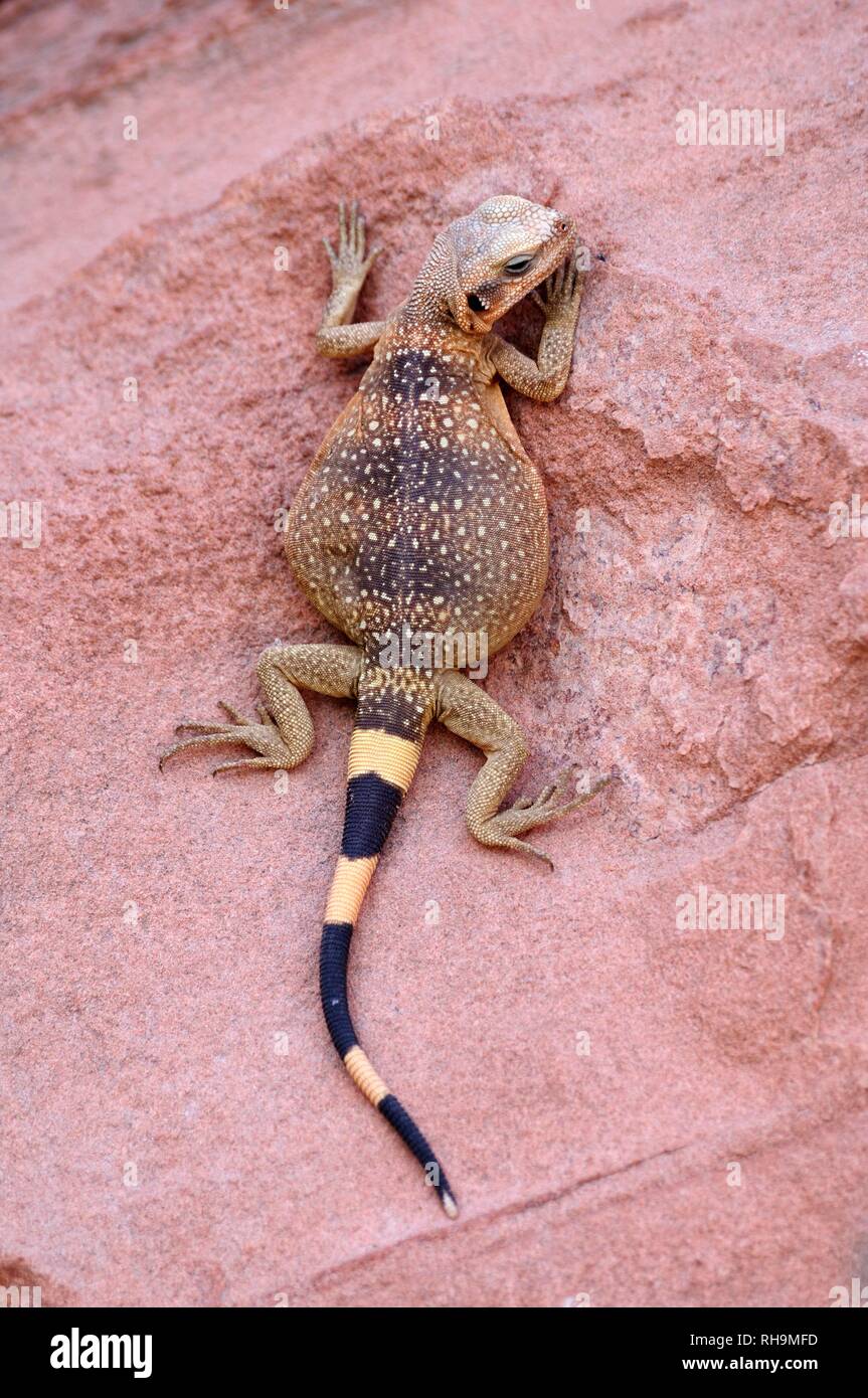 Chuckwalla (Sauromalus ater), male, young, climbing on red sandstone, Valley of Fire State Park, Nevada, United States Stock Photo