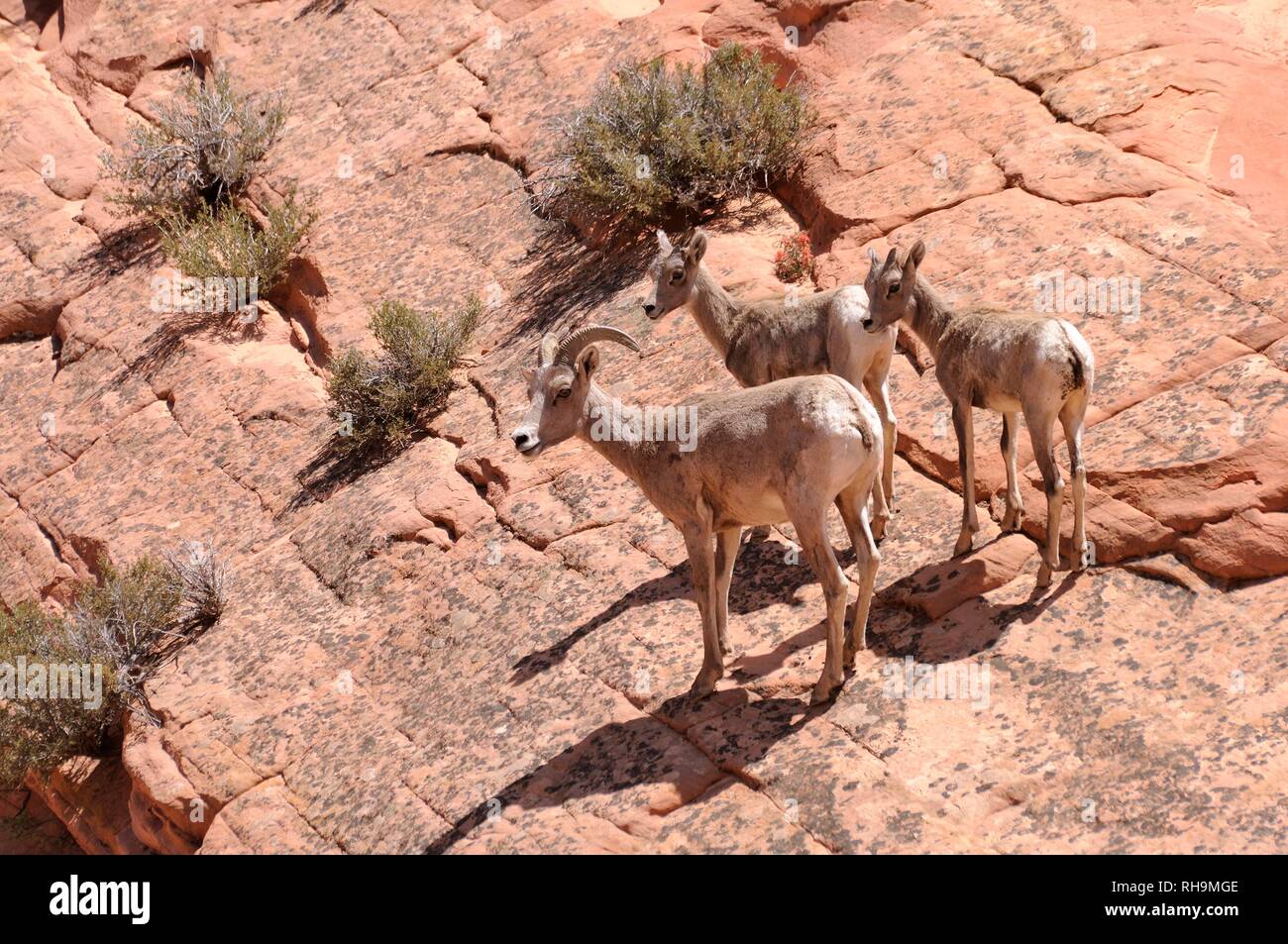Desert Bighorn Sheep (Ovis canadensis nelsoni), female with two young on sandstone rocks, Zion National Park, Utah Stock Photo