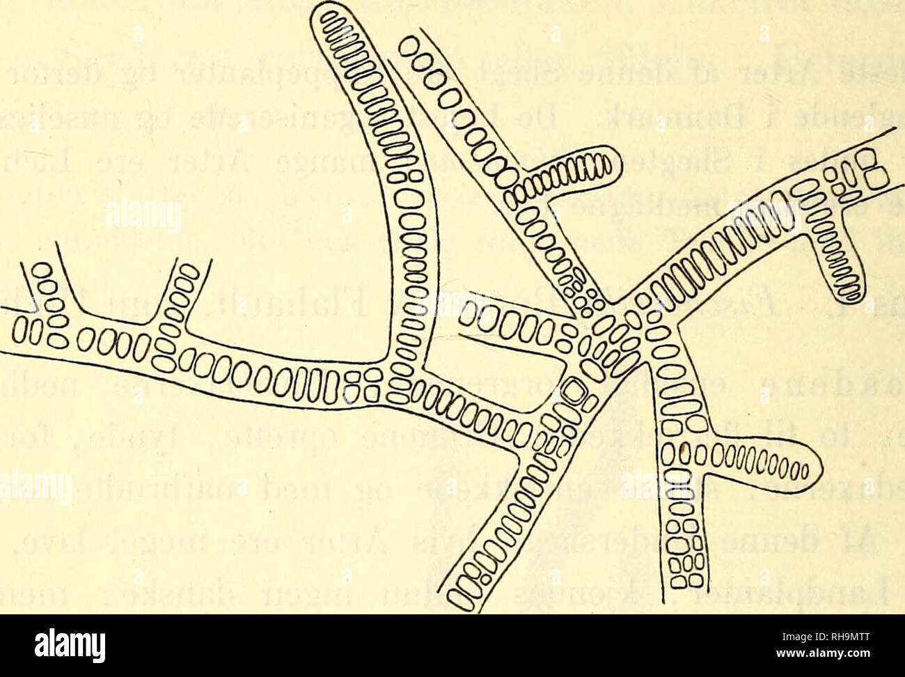 . Botanisk tidsskrift. Botany; Plants; Plants. 408 117. Stigonema ocellatum (Dillw.) Thuret (Hieronymus). Thuret, Essai de classification des Nostochinées, Annal, d. Sc. nat., 6e série, bot., I, p. 380, 1875; Hieronymus, Hedwigia, Bd. XXXIV, p. 158, 1895.. Fig. 38. Stigonema ocellatum (Dillw.) Thuret (Hieronymus.) Brudstykke af en Traad med Grene af 1ste og 2den Orden. En enkelt Heterocyst tilstede, ca. 66 : 1. T hall us tueformet eller pudeformet, filtet, smudsig oliven- farvet eller blaagrønt. Traadene oftest oprette med nedliggende Basis, uregelmæssigt forgrenede, 20—45 (sj. 50) fi tykke, i Stock Photo