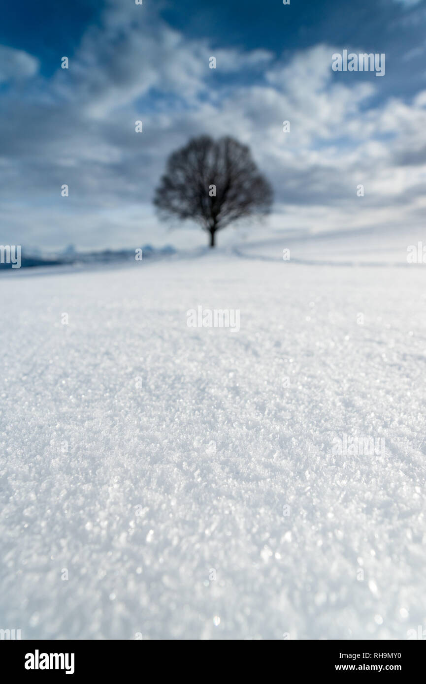 snowflakes covering a field with a tree in the distance. Captured in